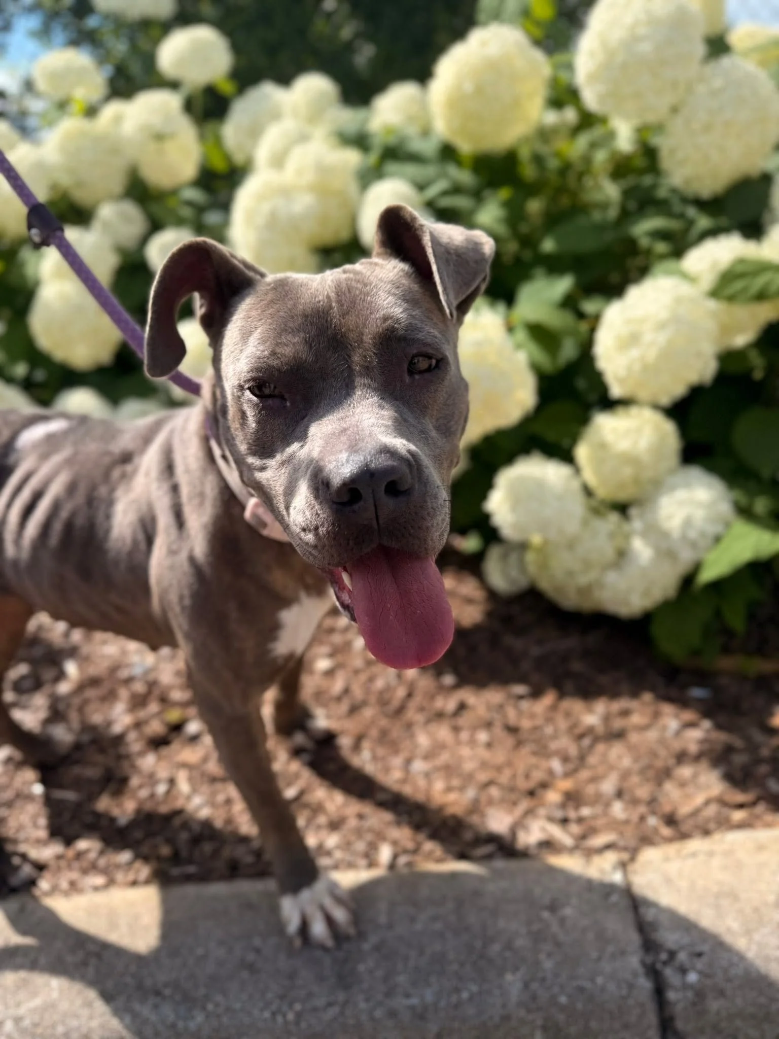 notorious-dog-rescue-meadow-06.jpg
