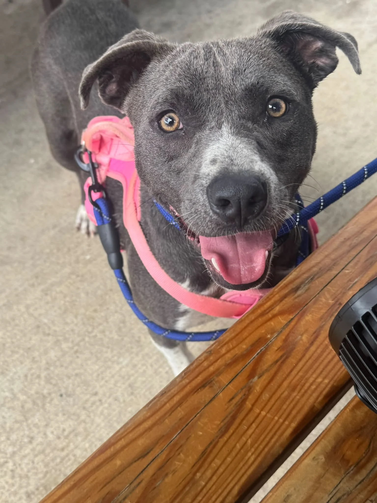 notorious-dog-rescue-archer-02.jpg