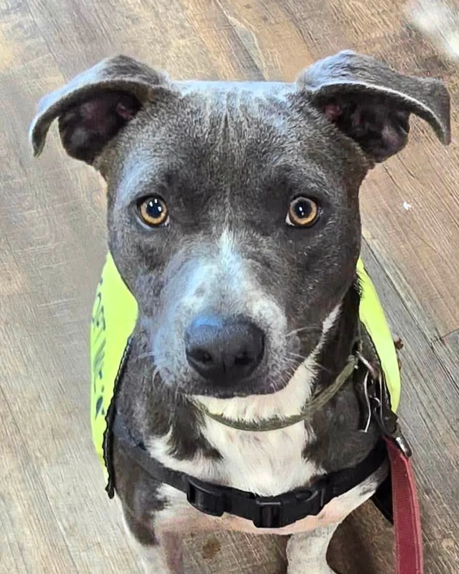 notorious-dog-rescue-archer-03.jpg