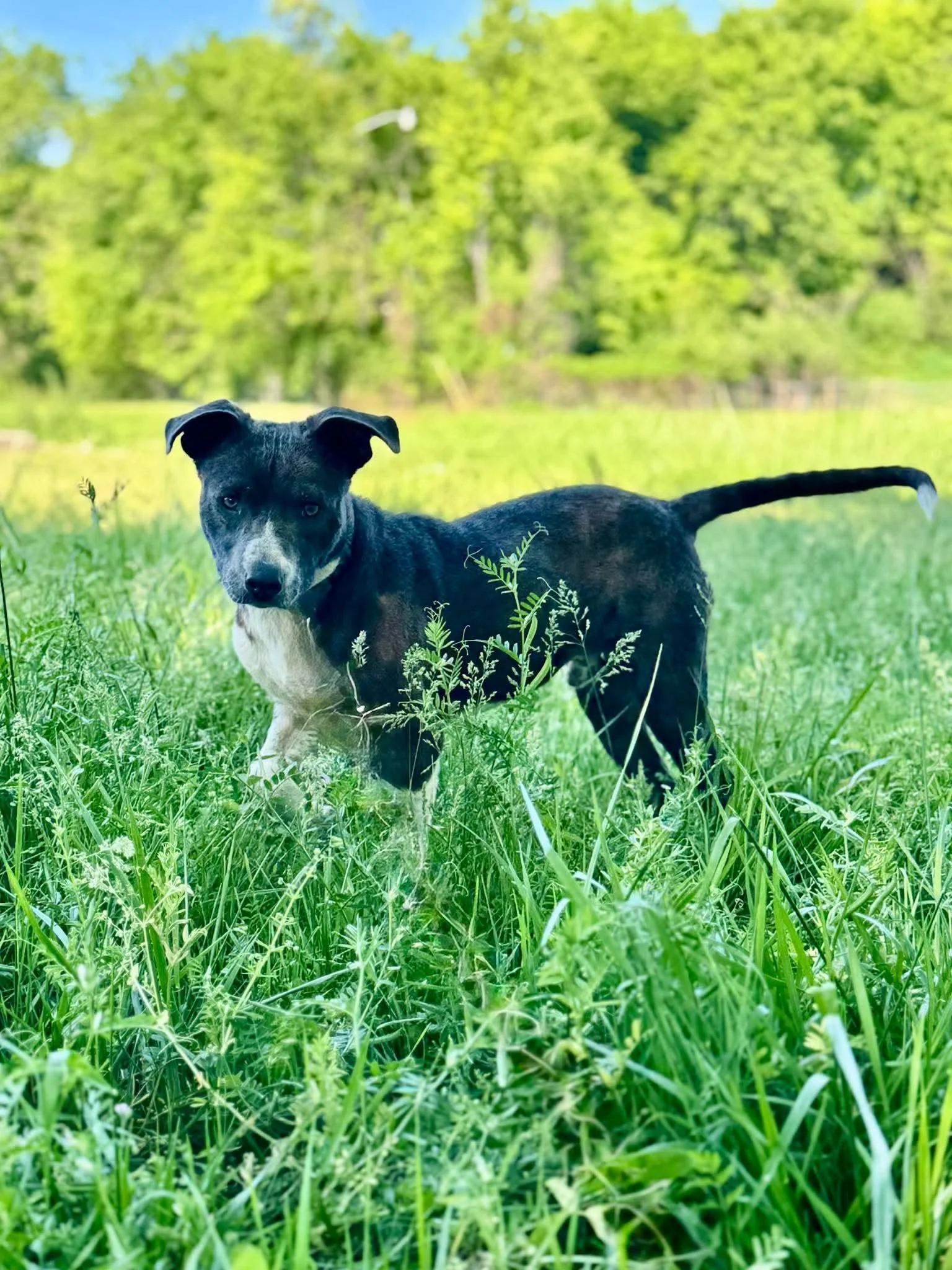 notorious-dog-rescue-archer-05.jpg