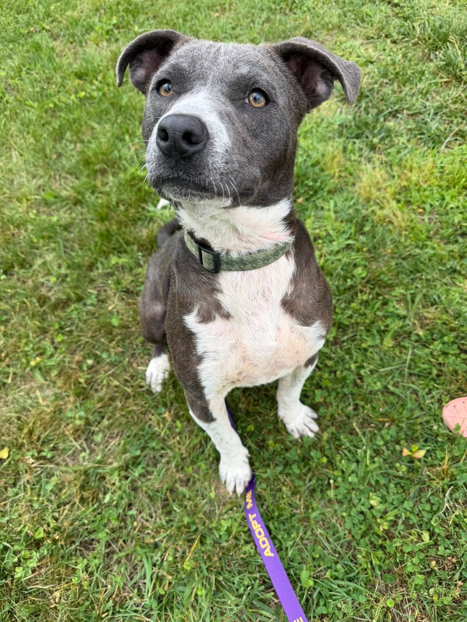 notorious-dog-rescue-archer-06.jpg