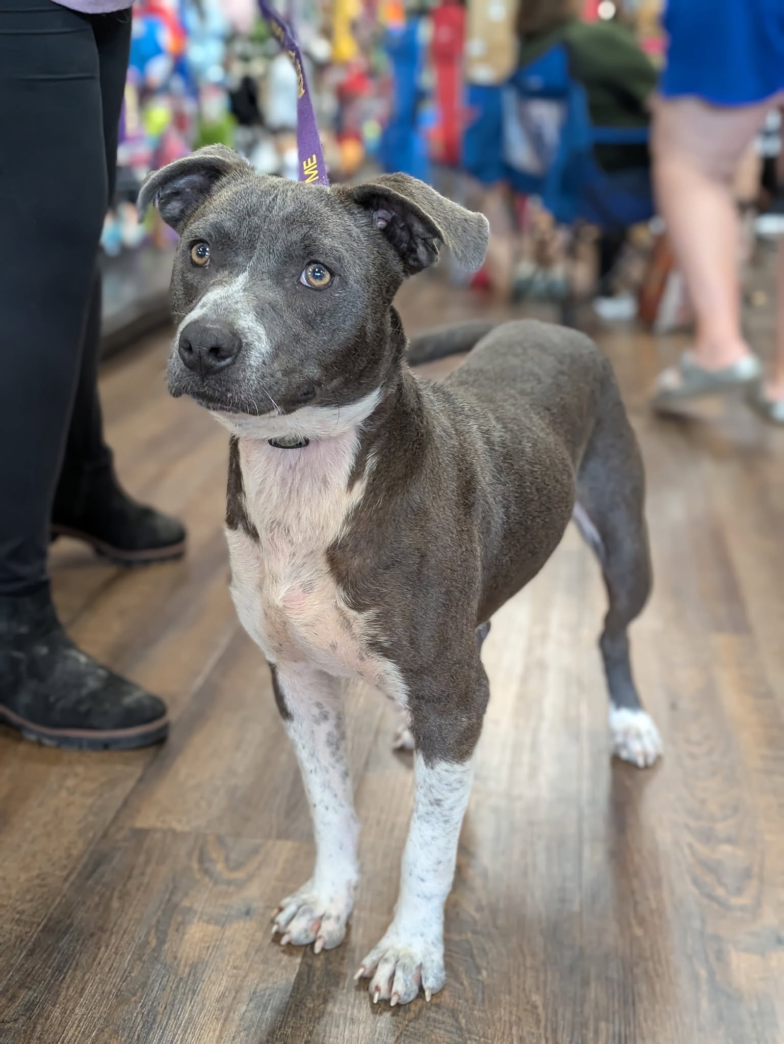 notorious-dog-rescue-archer-08.jpg