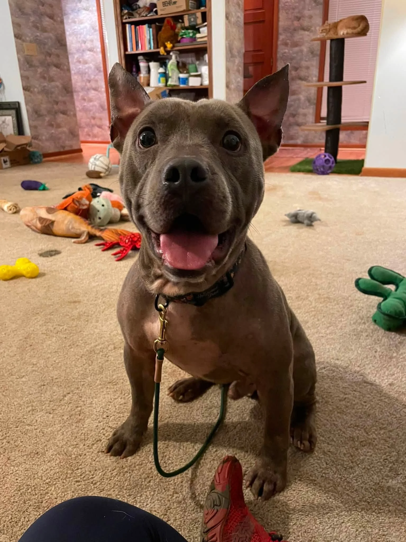 notorious-dog-rescue-friday-01.jpg
