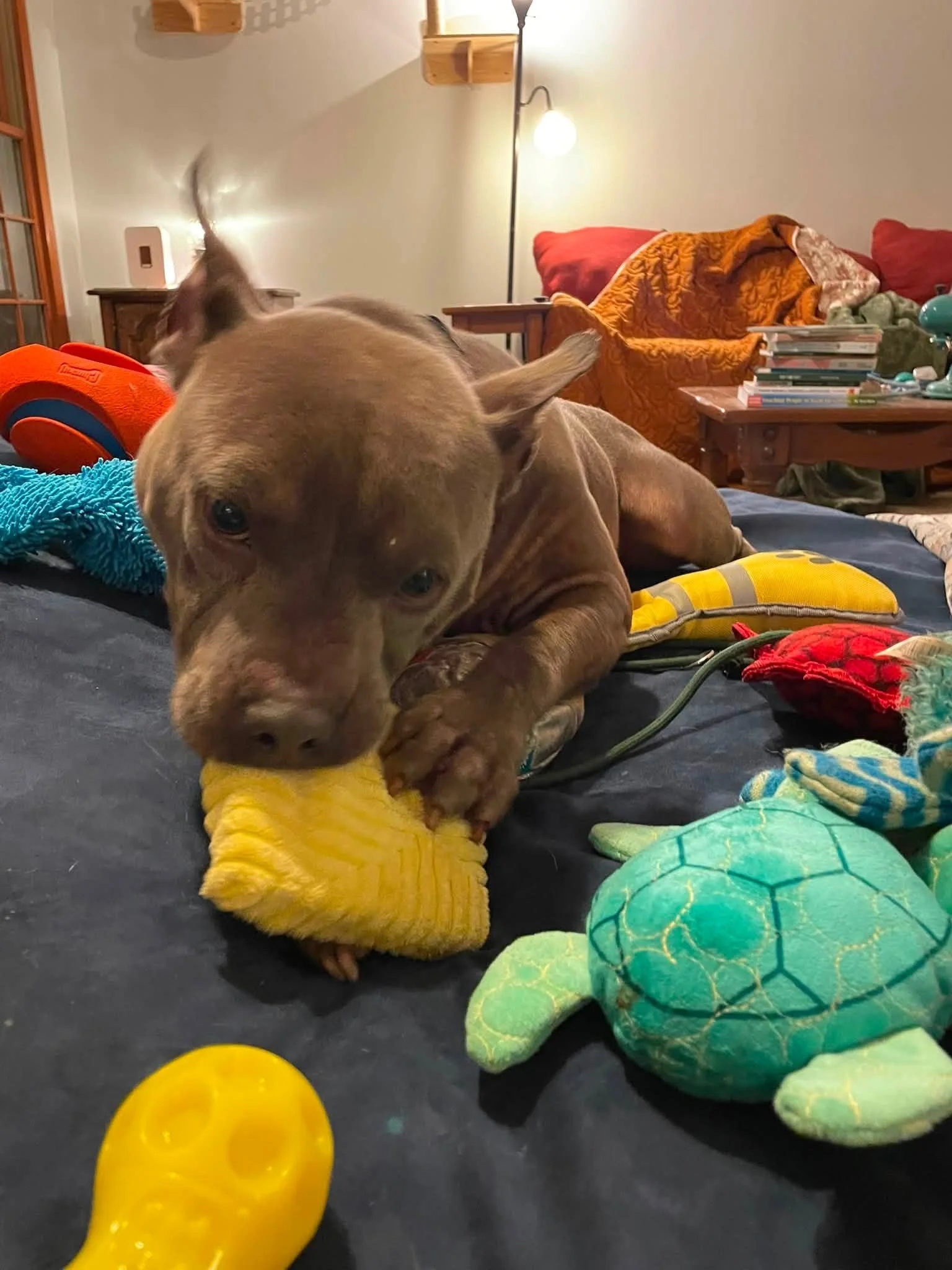 notorious-dog-rescue-friday-03.jpg