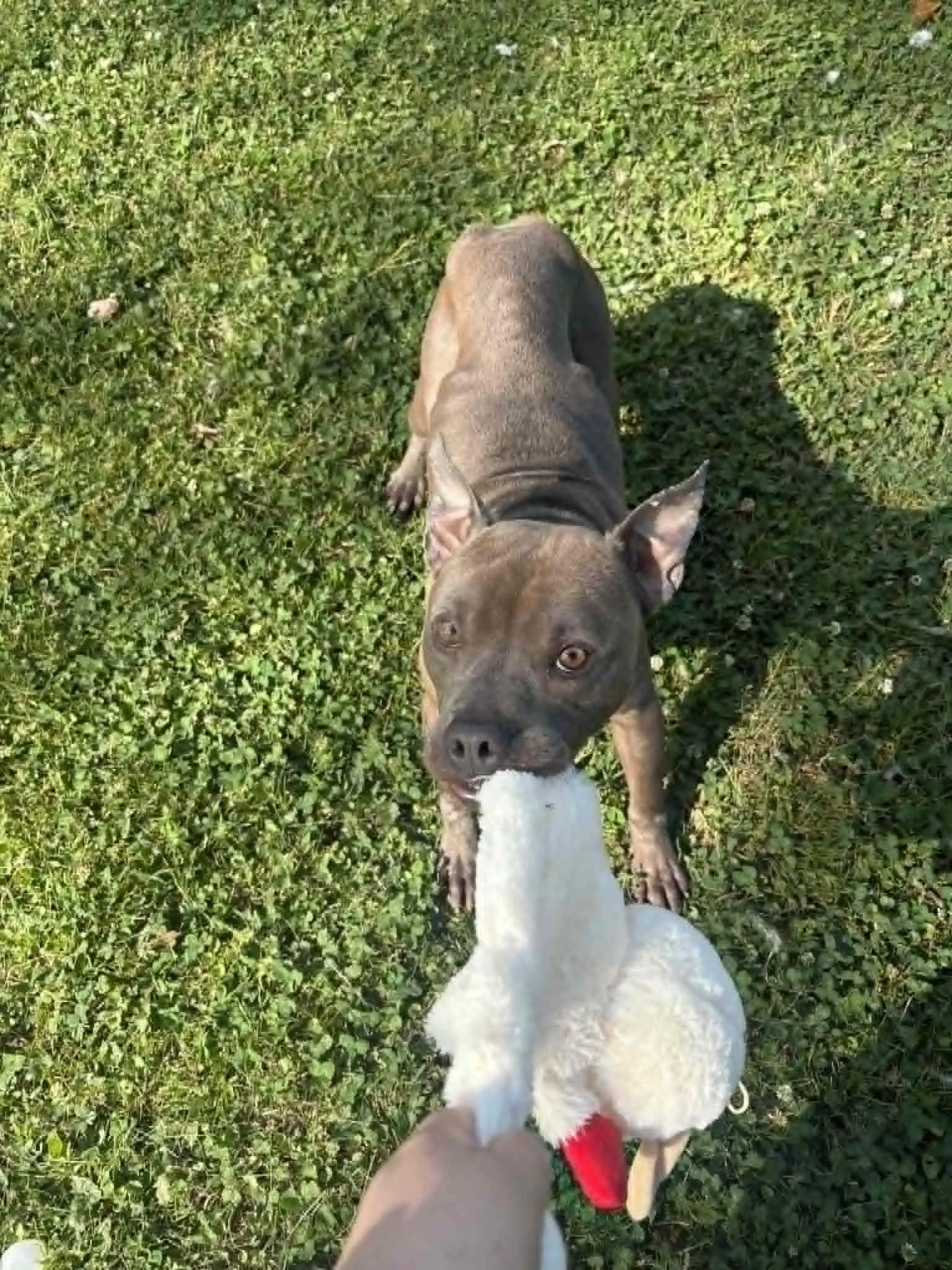 notorious-dog-rescue-friday-06.jpg