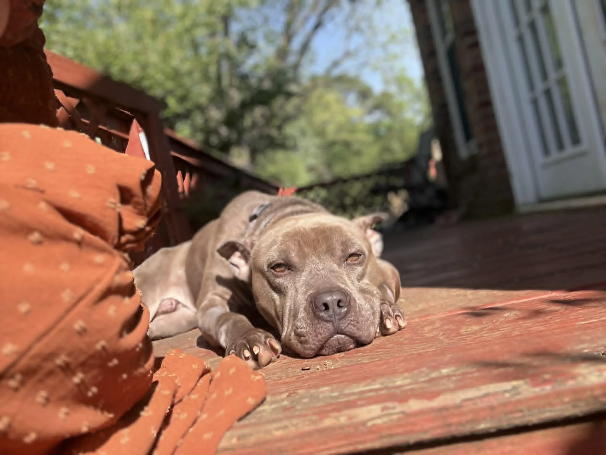 notorious-dog-rescue-friday-07.jpg