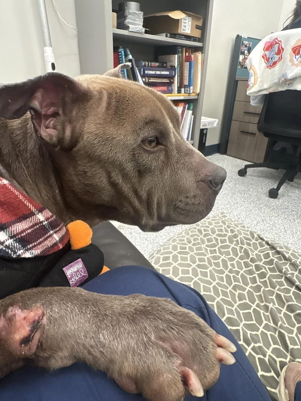 notorious-dog-rescue-friday-08.jpg