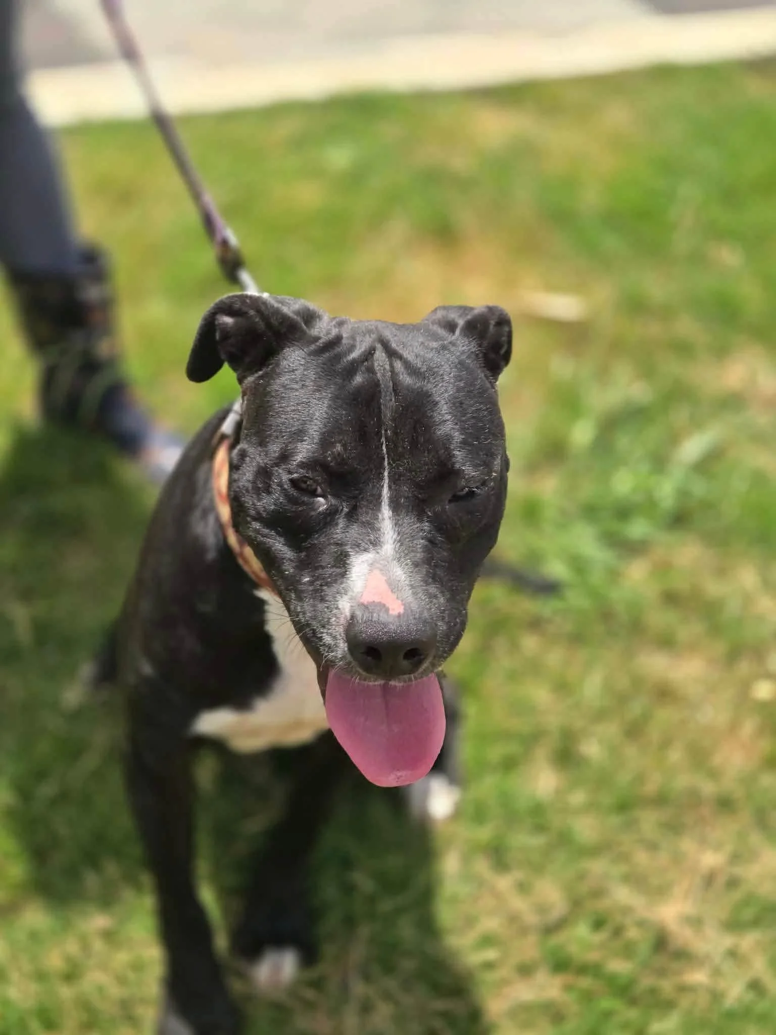 notorious-dog-rescue-jack-01.jpg