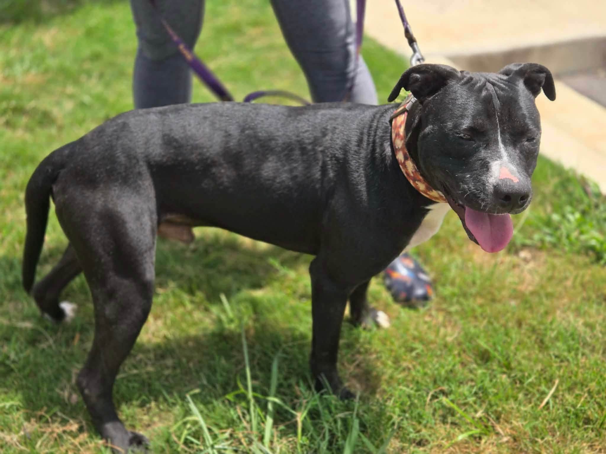 notorious-dog-rescue-jack-02.jpg