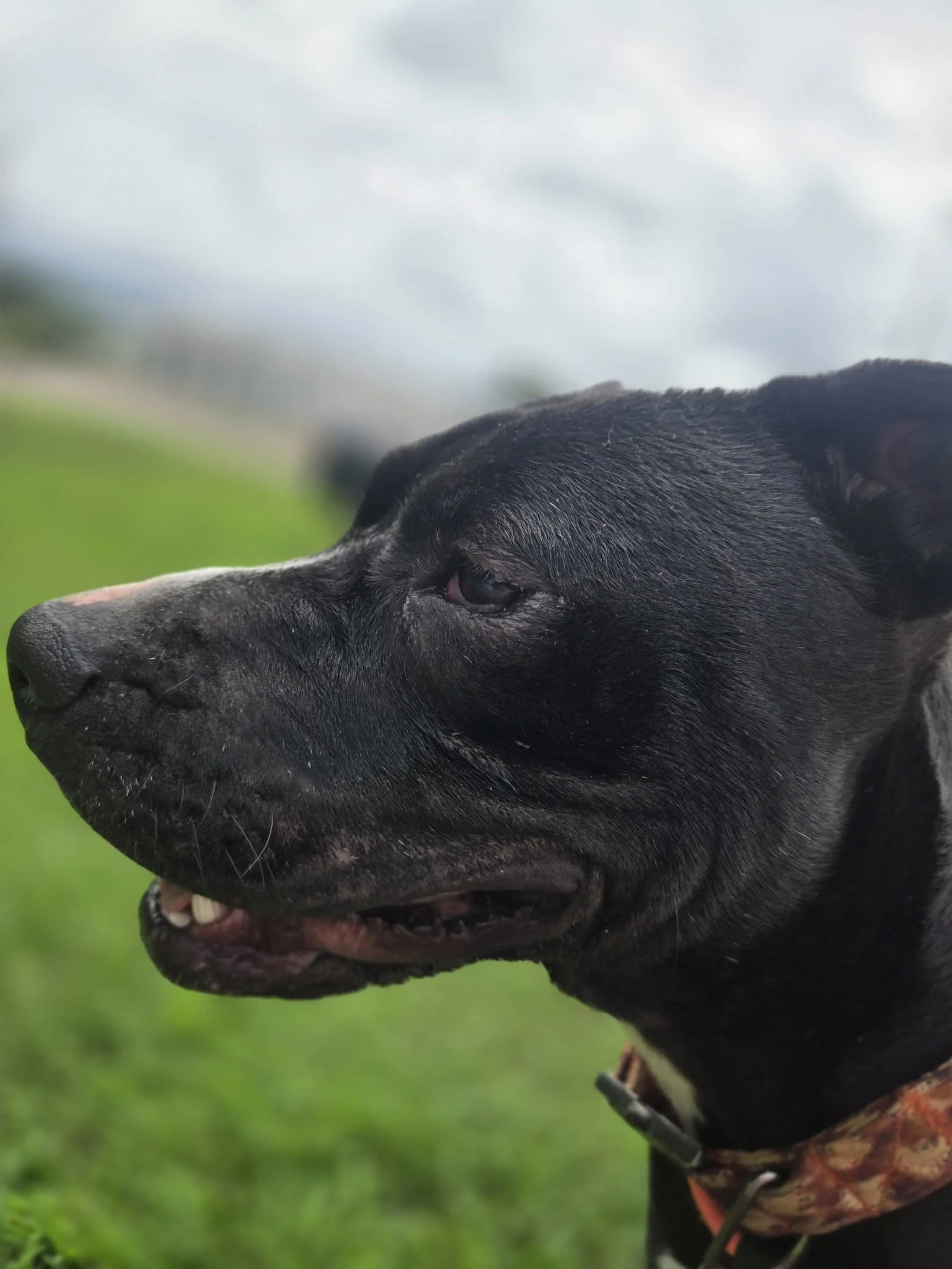 notorious-dog-rescue-jack-04.jpg