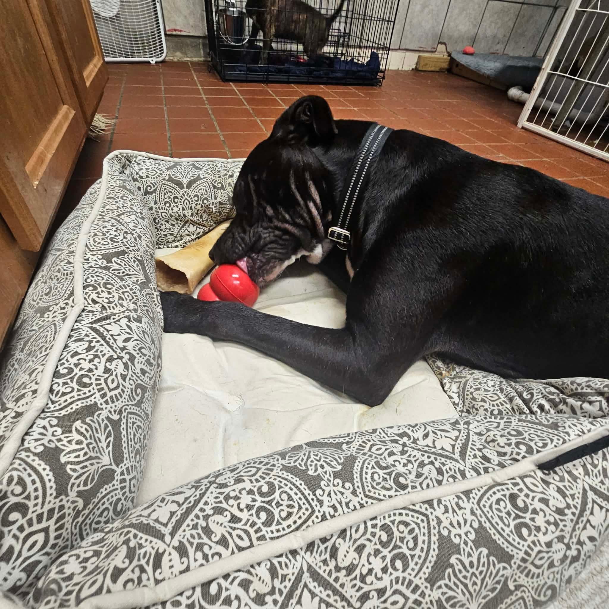 notorious-dog-rescue-jack-06.jpg