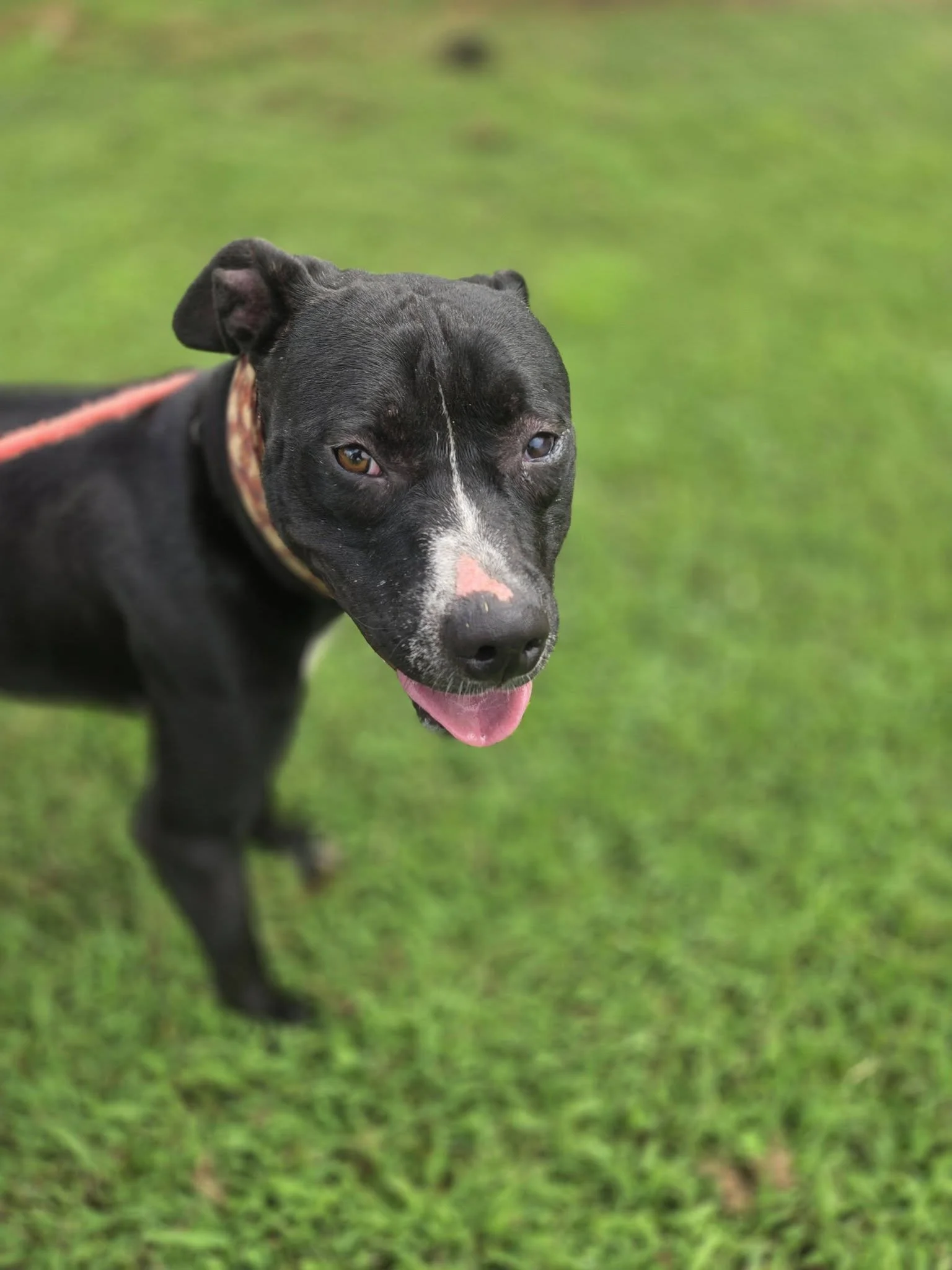 notorious-dog-rescue-jack-07.jpg