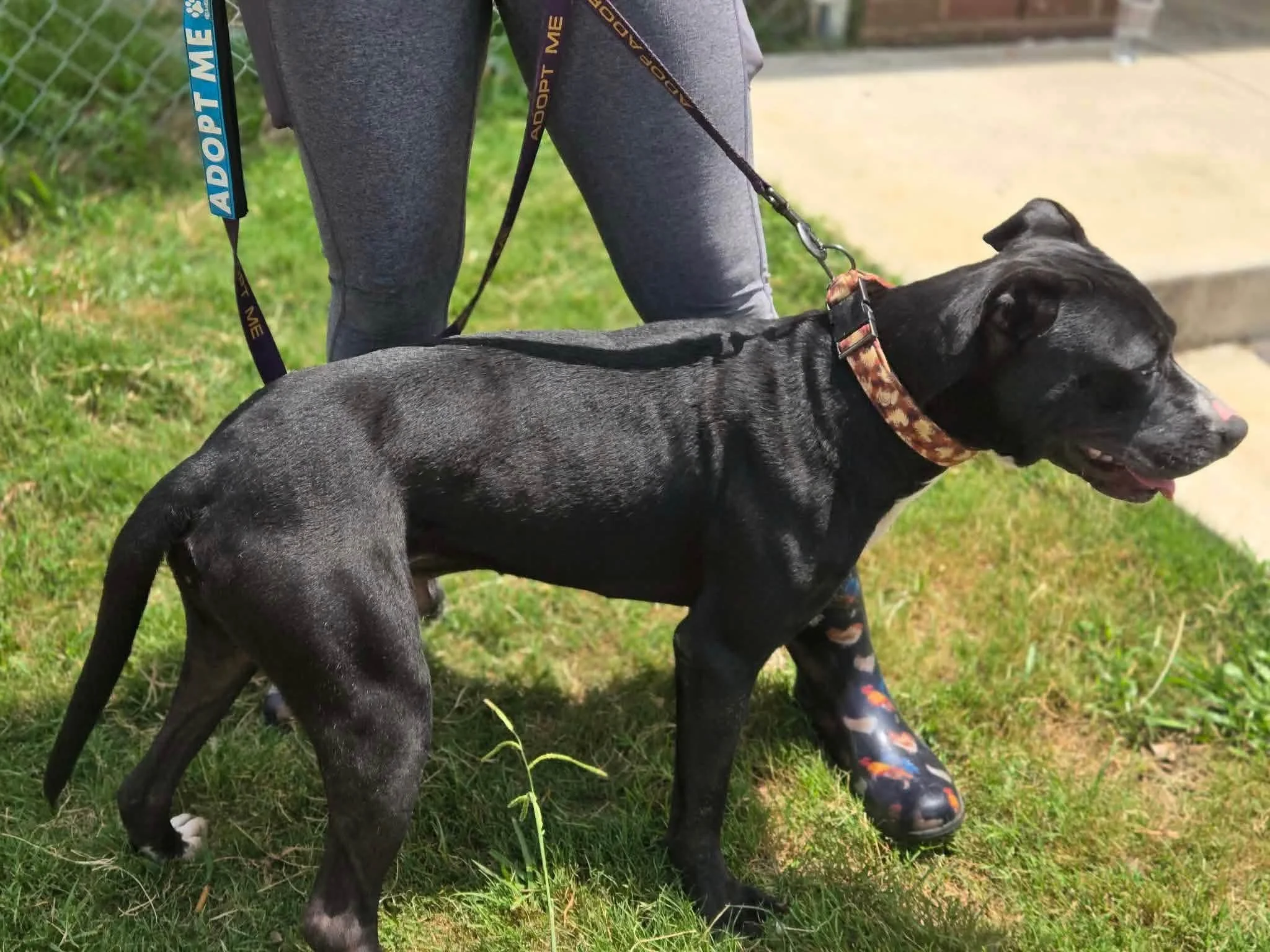 notorious-dog-rescue-jack-08.jpg