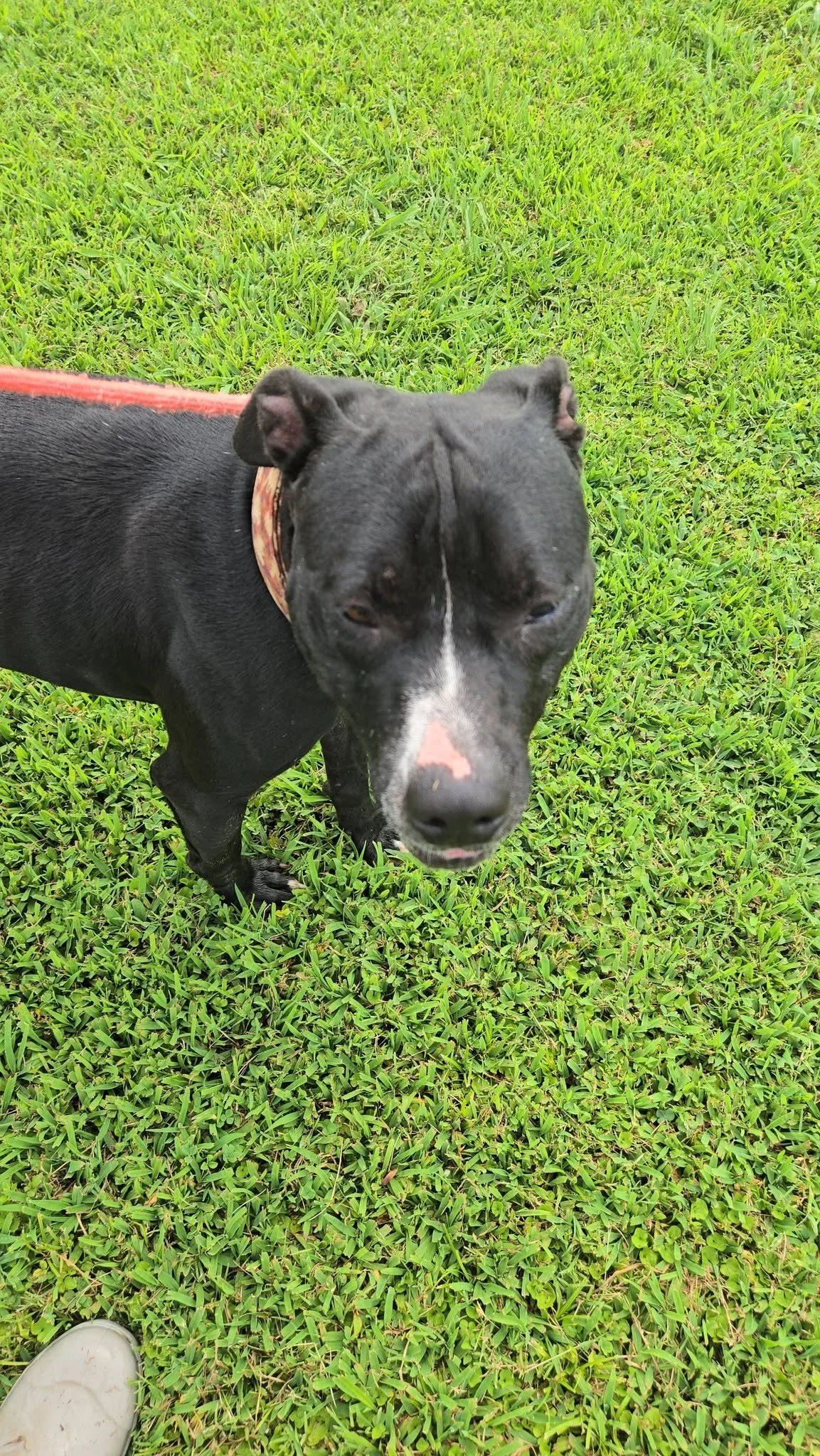 notorious-dog-rescue-jack-09.jpg