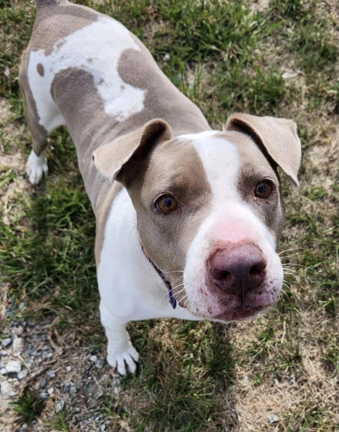notorious-dog-rescue-angel-01.jpg