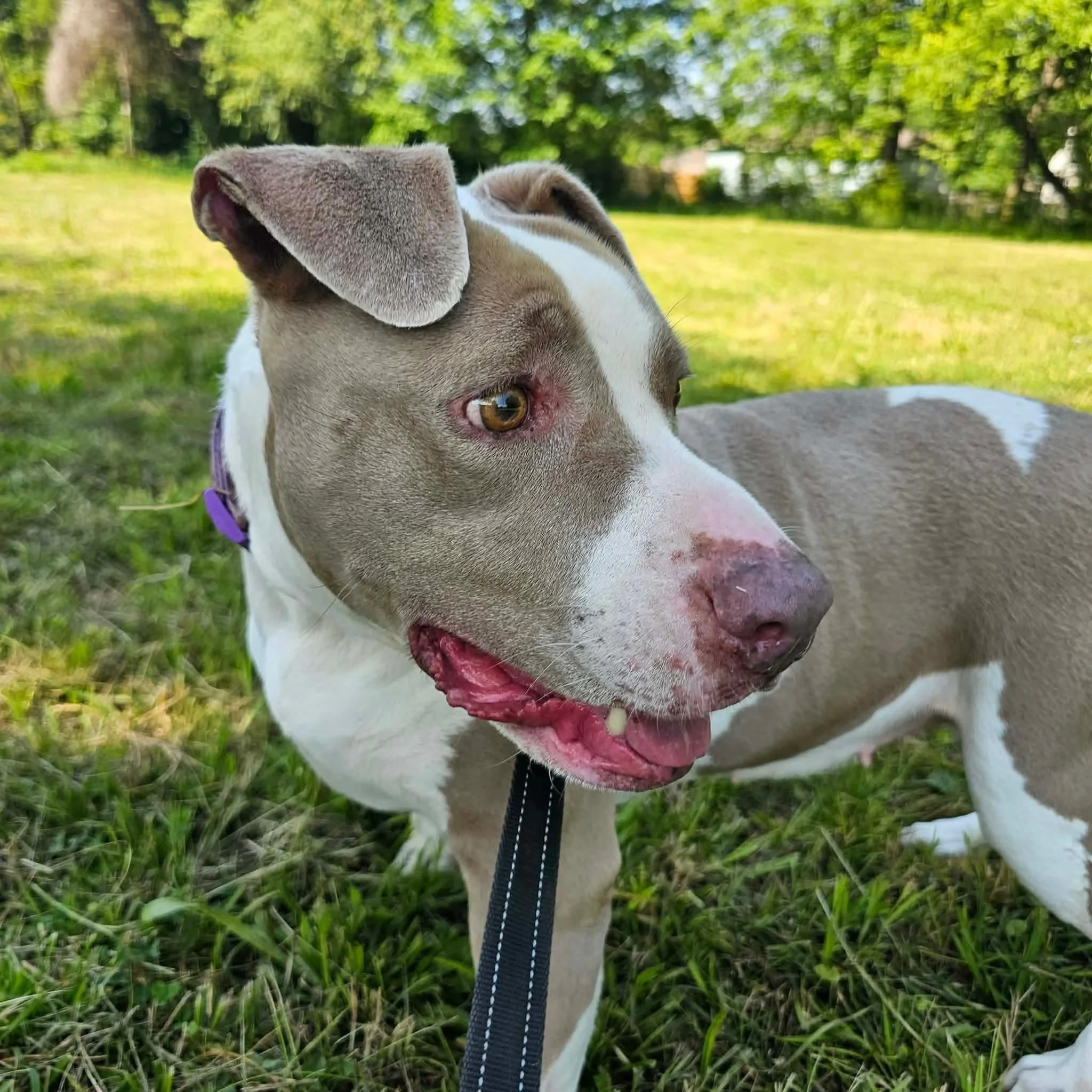 notorious-dog-rescue-angel-05.jpg