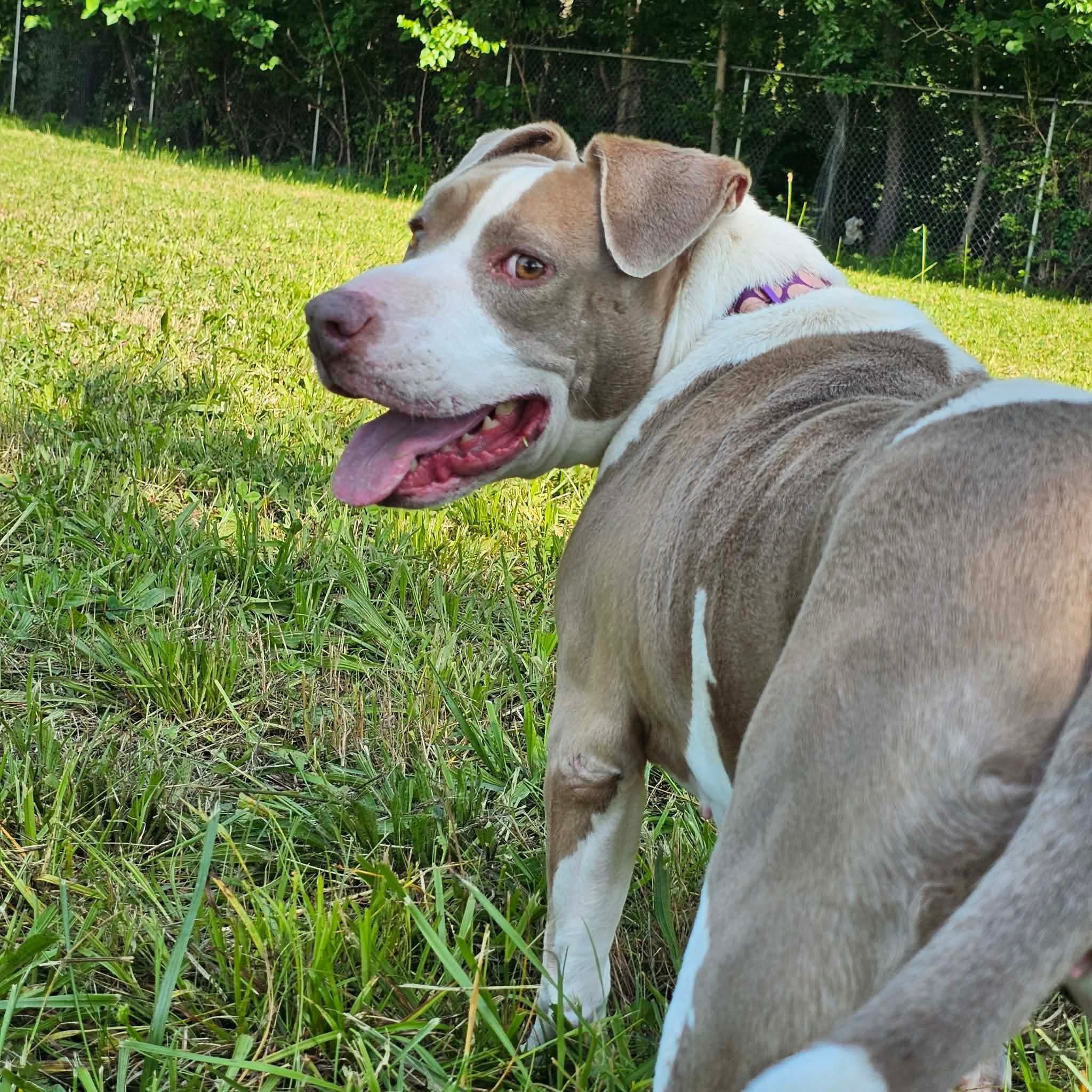 notorious-dog-rescue-angel-06.jpg