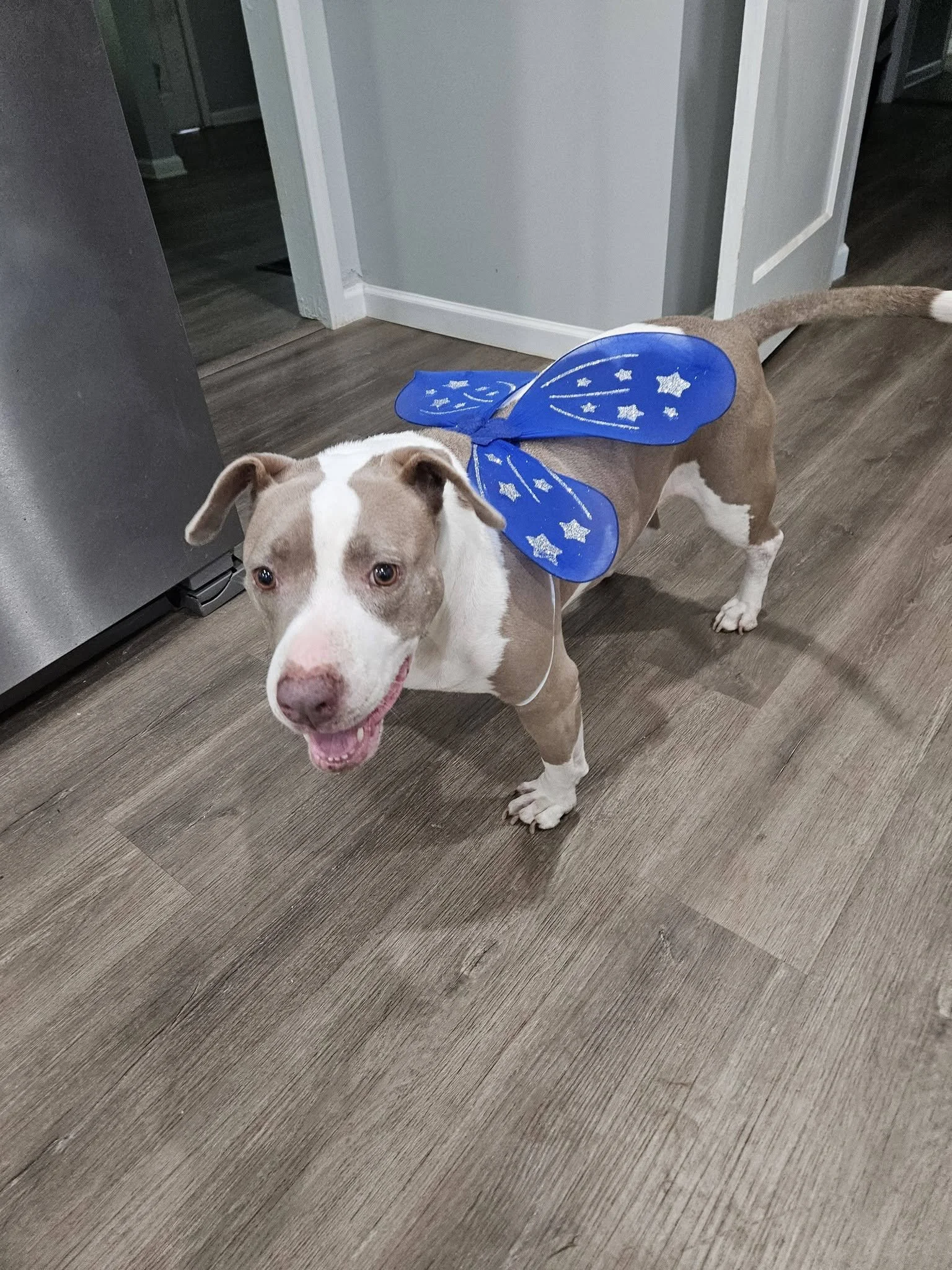 notorious-dog-rescue-angel-09.jpg