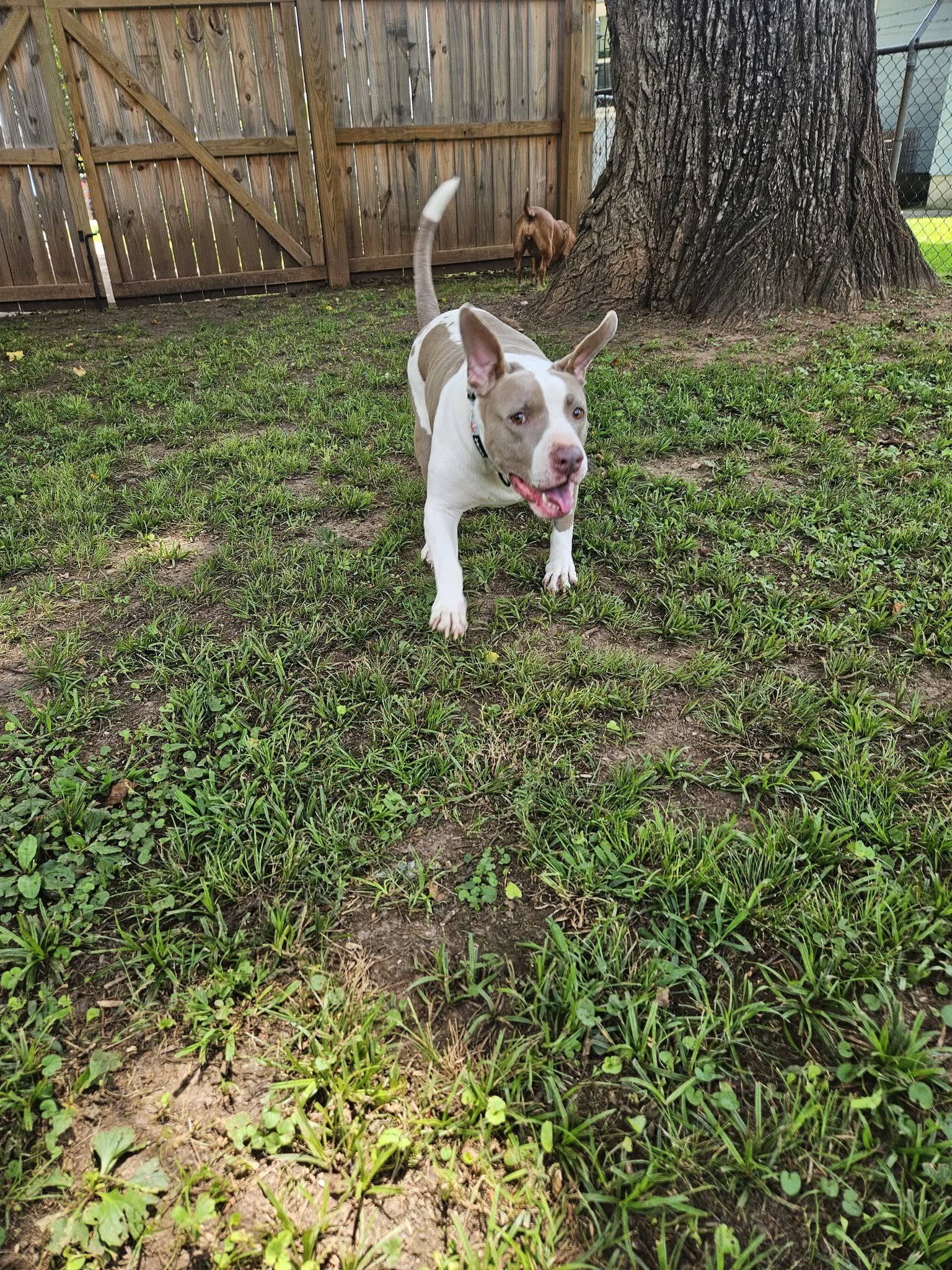 notorious-dog-rescue-angel-11.jpg