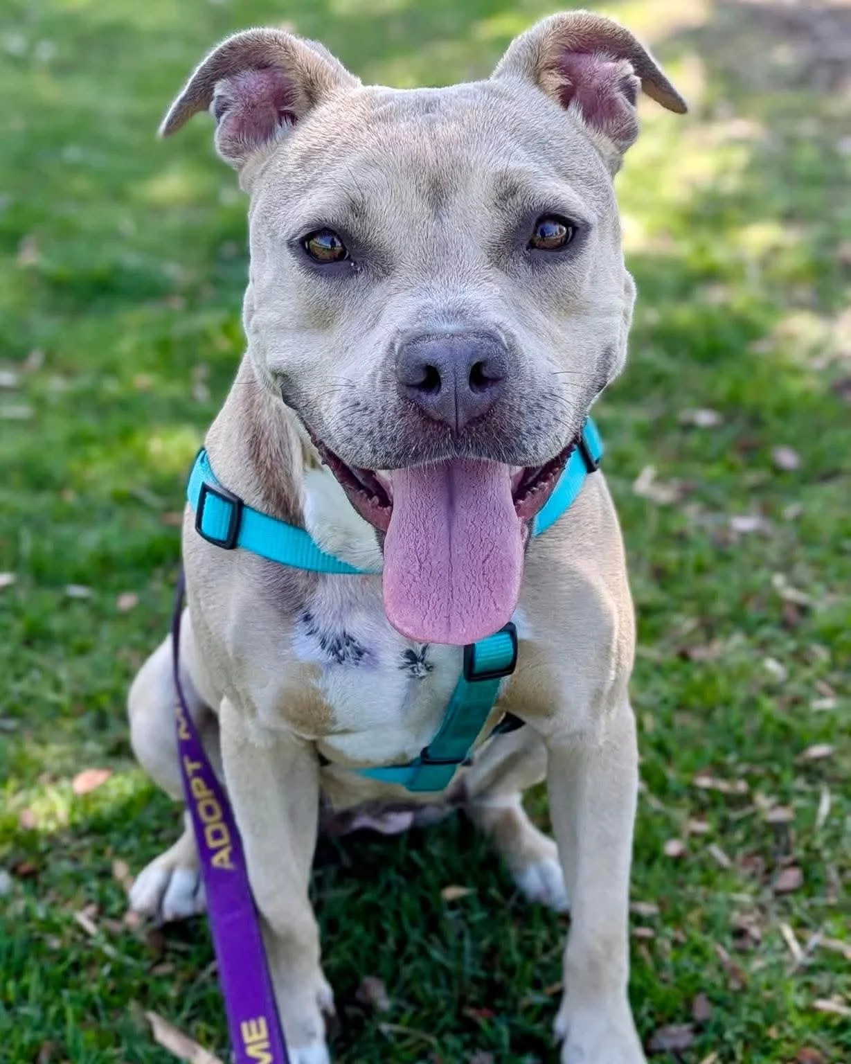Arya