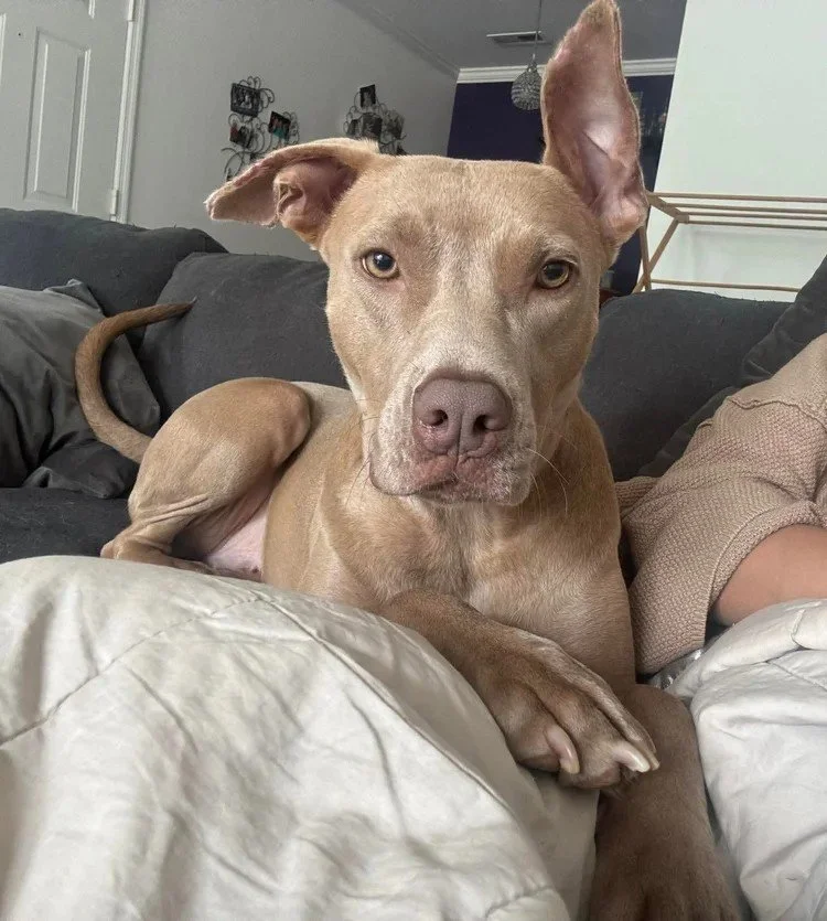 Hazel