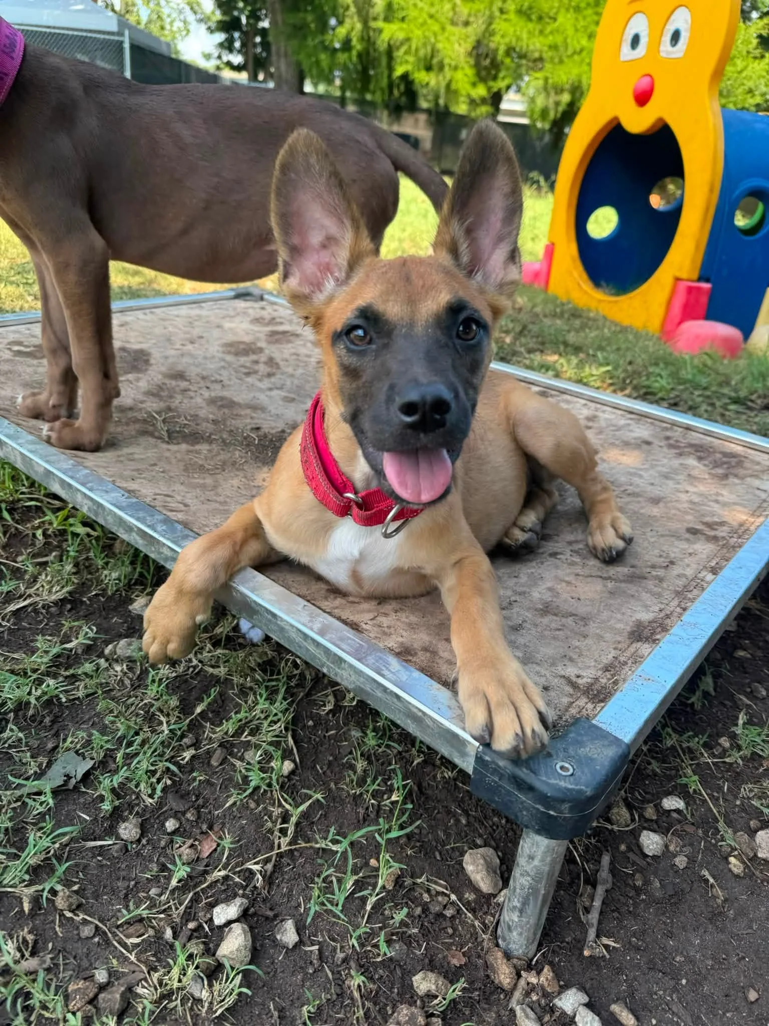 Indigo