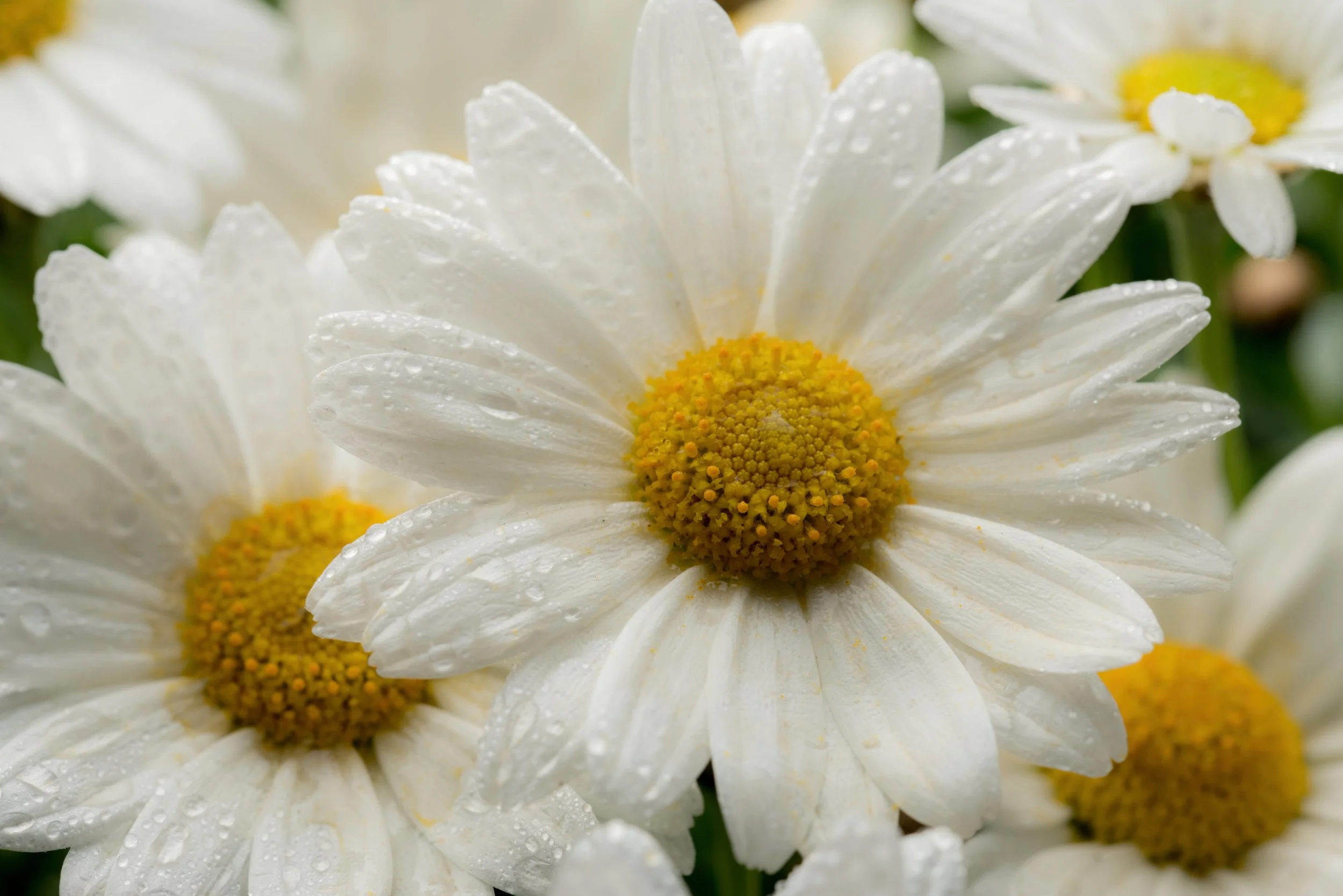 Blume 1-1 Kopie.jpeg