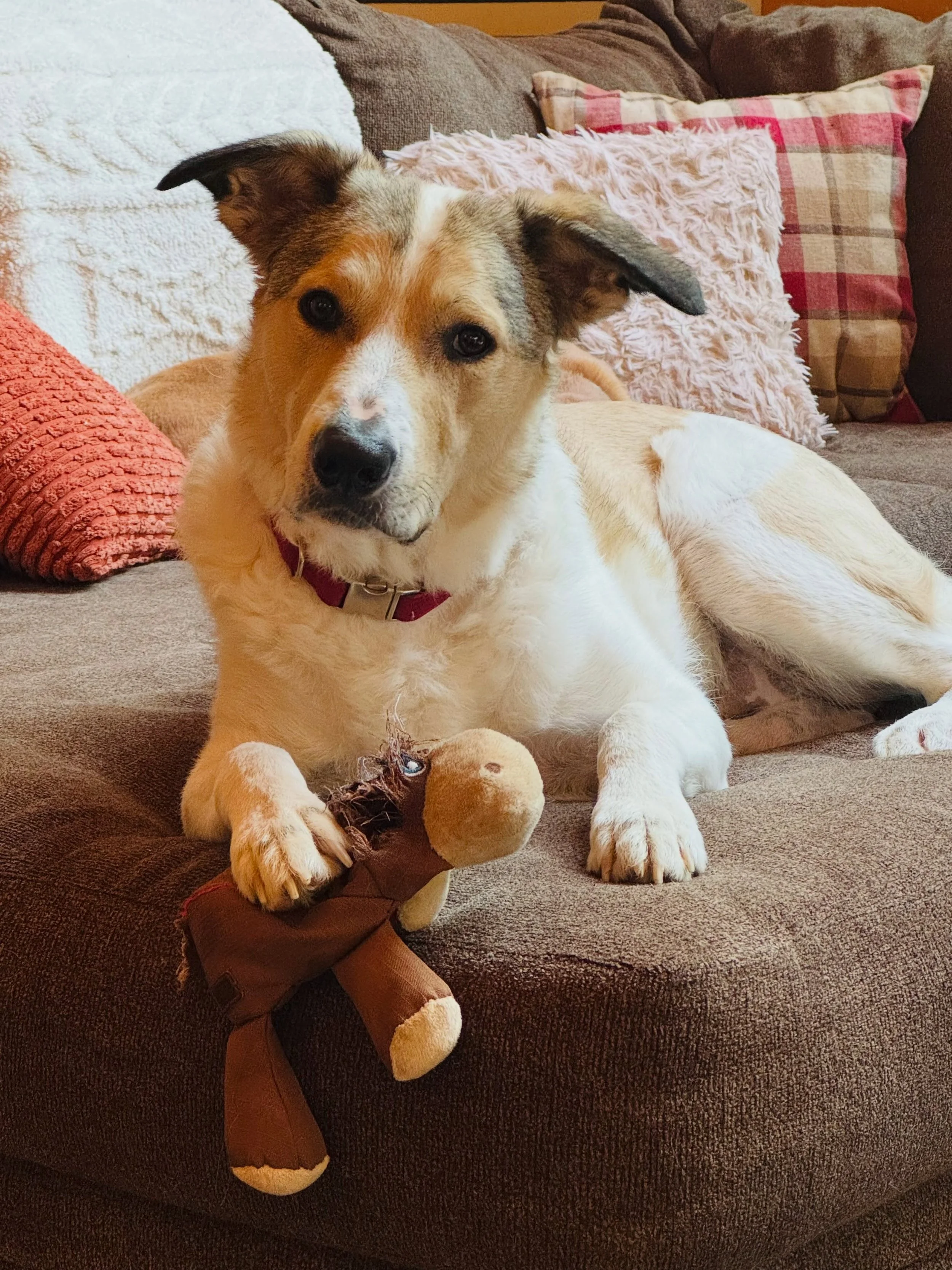 This is Maverick and his moose. 🫎 

You probably can&rsquo;t tell it&rsquo;s a moose because it was long ago dismembered and left as nothing but a brown lump of legs with gaping holes where the antlers, ears, and one eye used to be. The internal stu