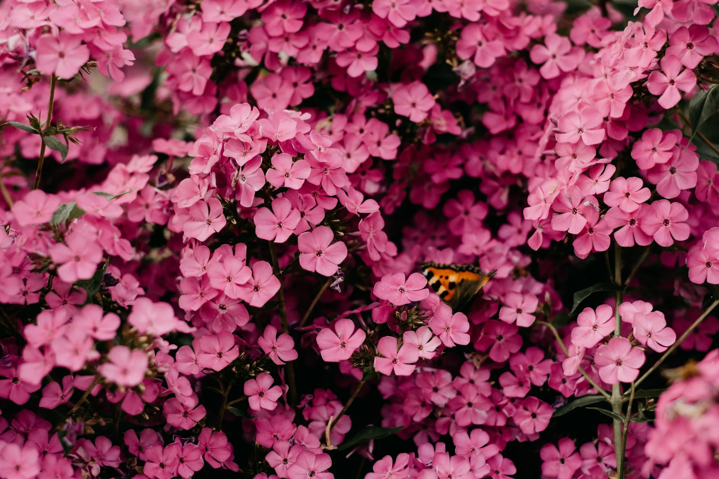 A dense cluster of pink flowers with small, five-petaled blooms, and a butterfly with orange, black, and white markings perched among the flowers.