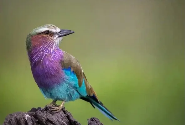 I&rsquo;m not going to lie, I&rsquo;ve been seeing birds in a different light after my recent visit to Botswana&hellip; 🦜

Anyone who knows me knows I&rsquo;ve been terrified of birds for my entire life (see the last photo, taken 10 years ago of my 