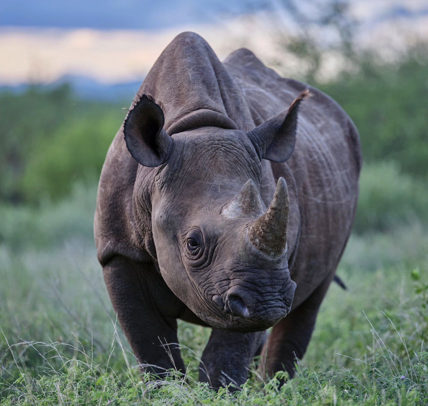 Bianca Bujan tracking rhinos on foot in Samburu, Kenya.