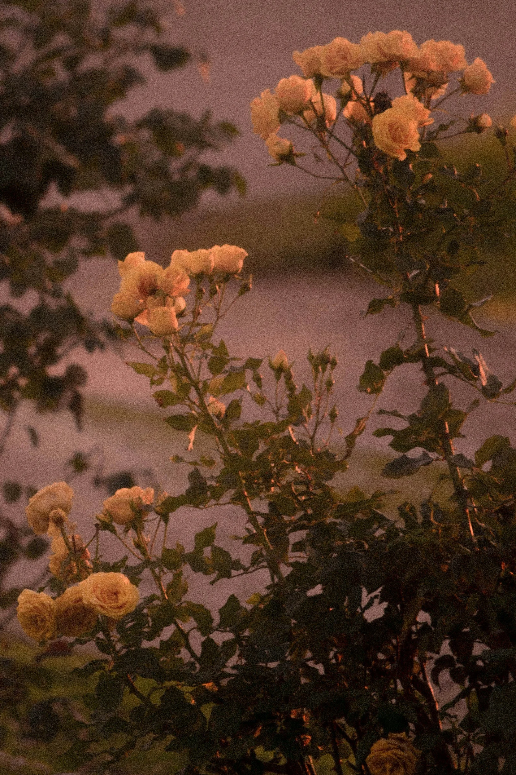 A flowering bush with pale yellow roses at dusk, with blurred dark foliage in the background.