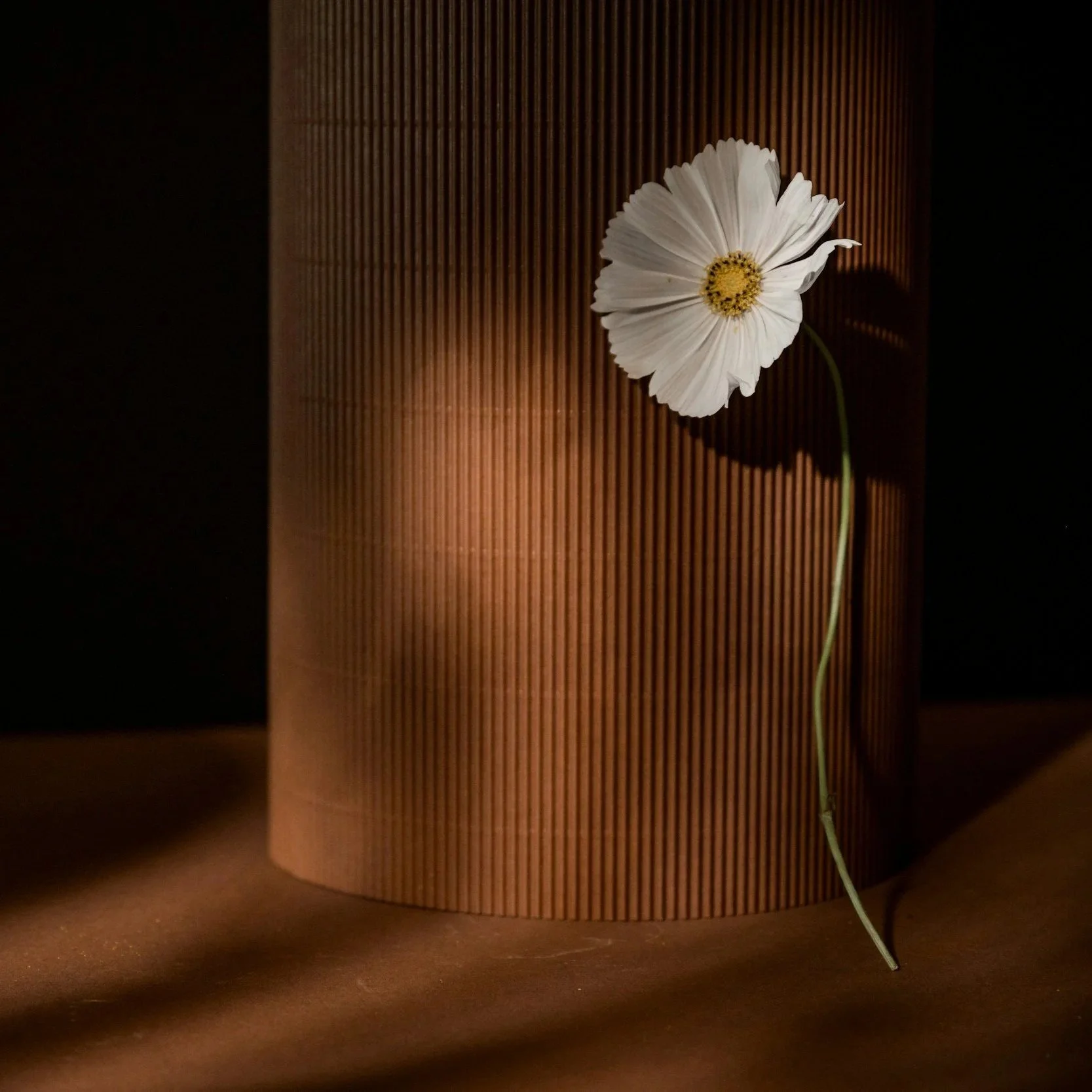 A white flower with a yellow center on a thin green stem against a dark background, casting a shadow on a wooden textured surface.