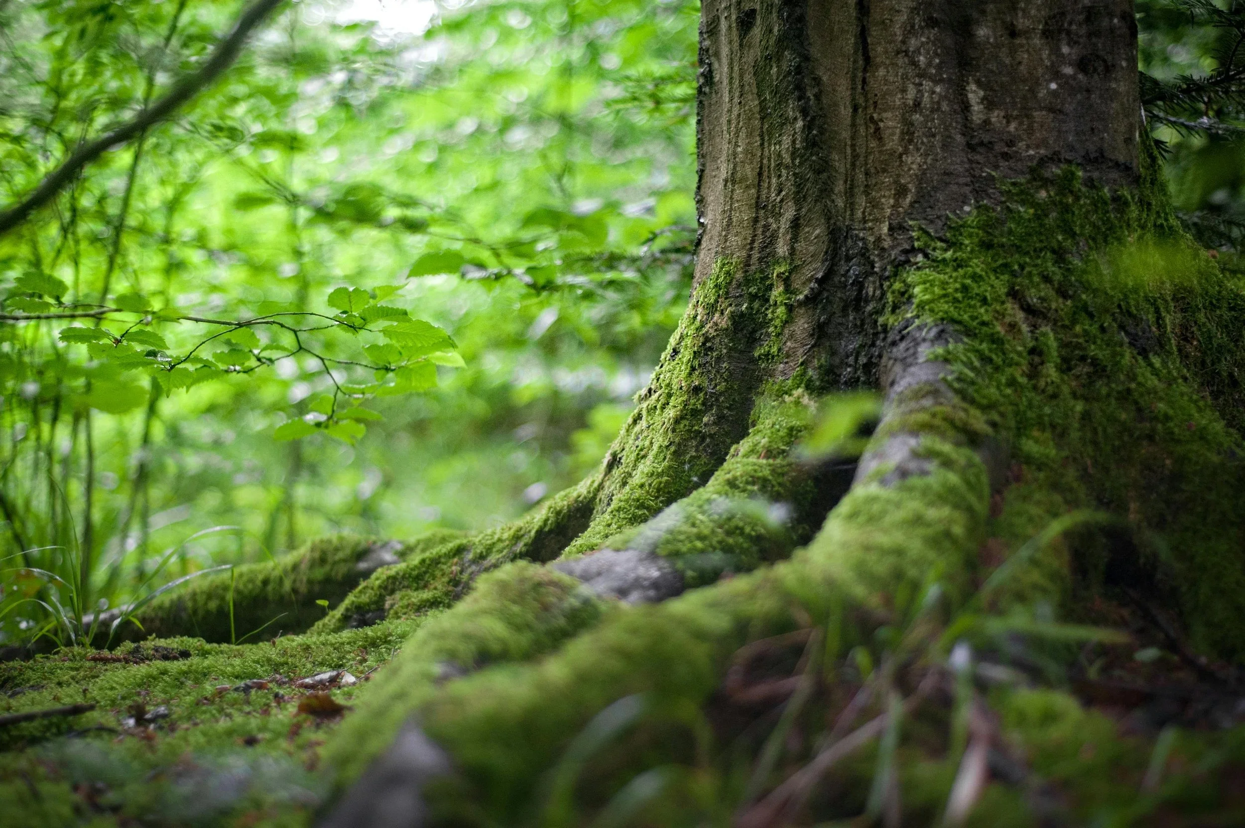 Close-up of a moss-covered tree trunk in a lush green forest.
