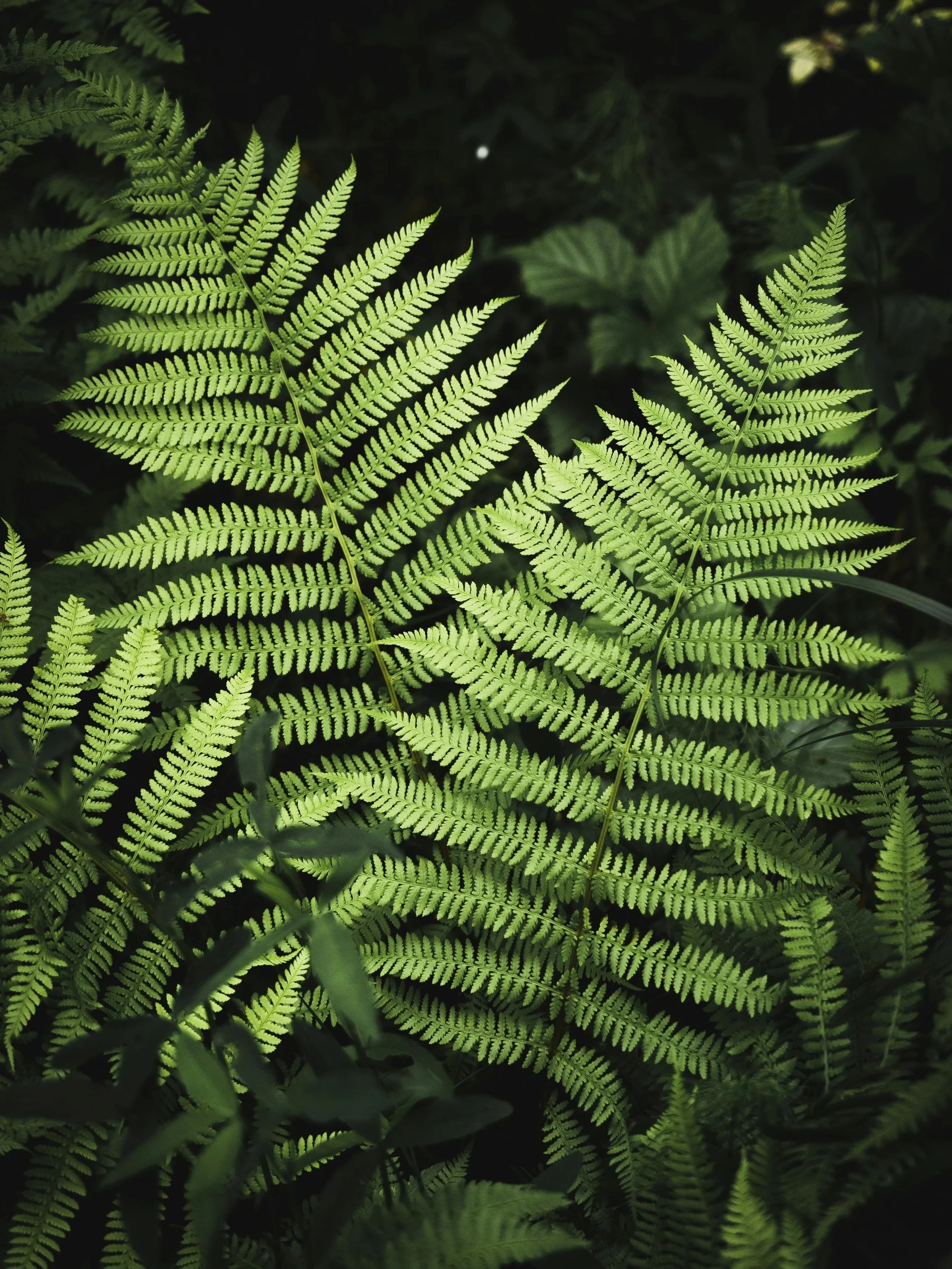 Bright green fern leaves in a dark outdoor setting.
