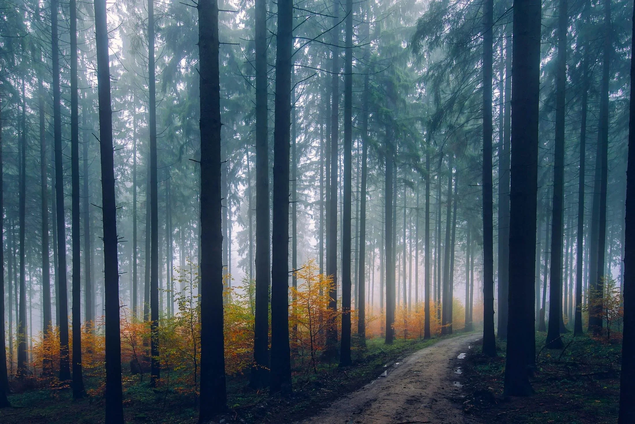 A misty forest scene with tall, thin pine trees and a winding dirt trail. Some orange and yellow autumn leaves on small shrubs are visible near the trail.