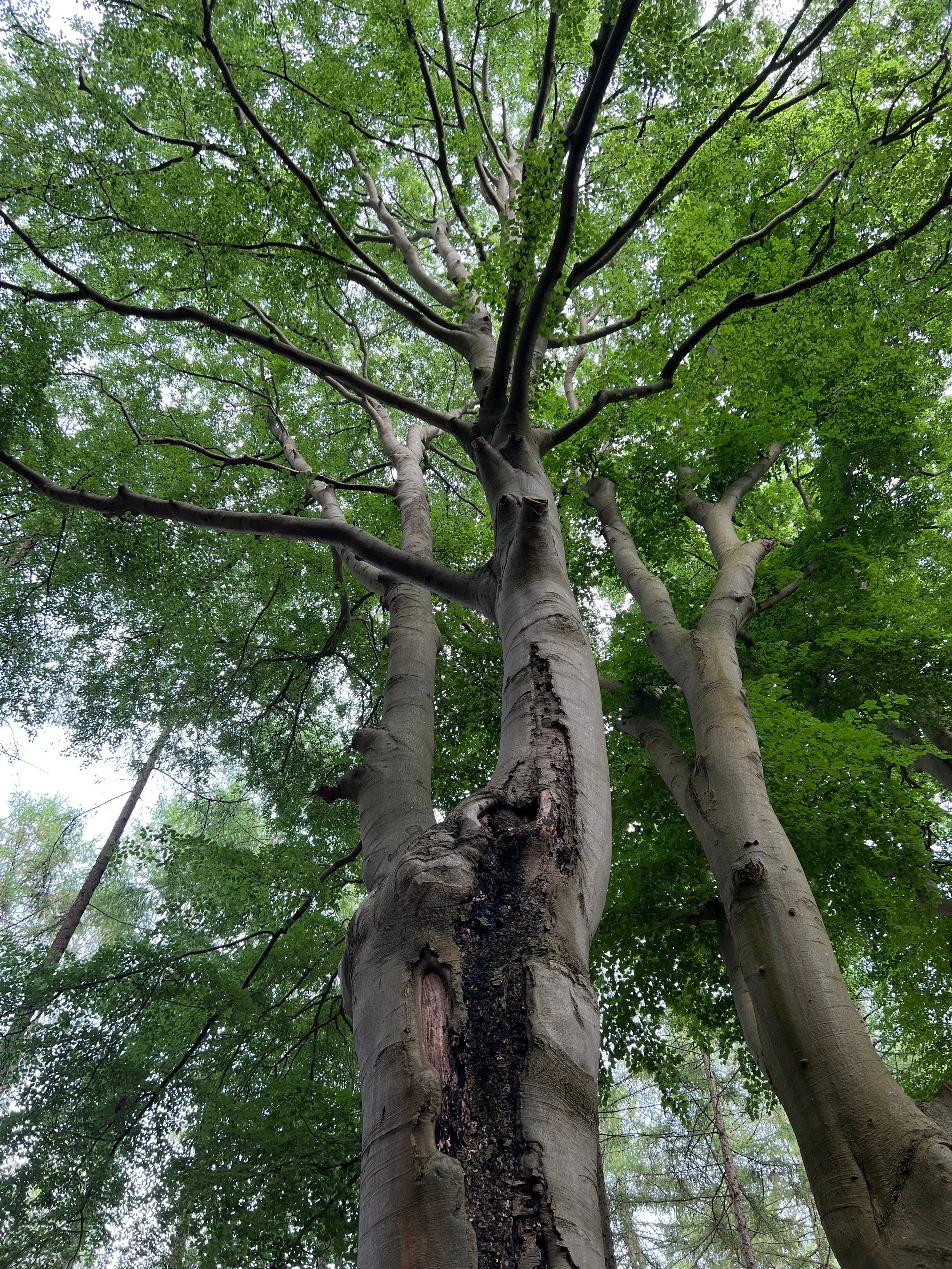Looking up at multiple tall trees with moss and green leaves in a forest canopy.