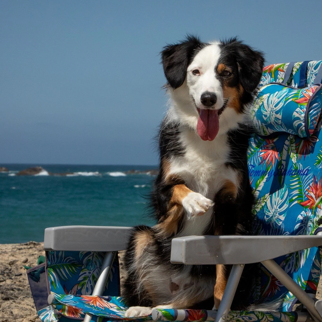 Our assistant wanted to say hello. 👋🐶

Taking a break somewhere in Baja California Sur while she tests the comfort of the Tommy Bahama chair. Lilo approved.

#RealEstatePhotography #OfficeAssistant #MexicoVibes #BehindTheScenes #photographerlife