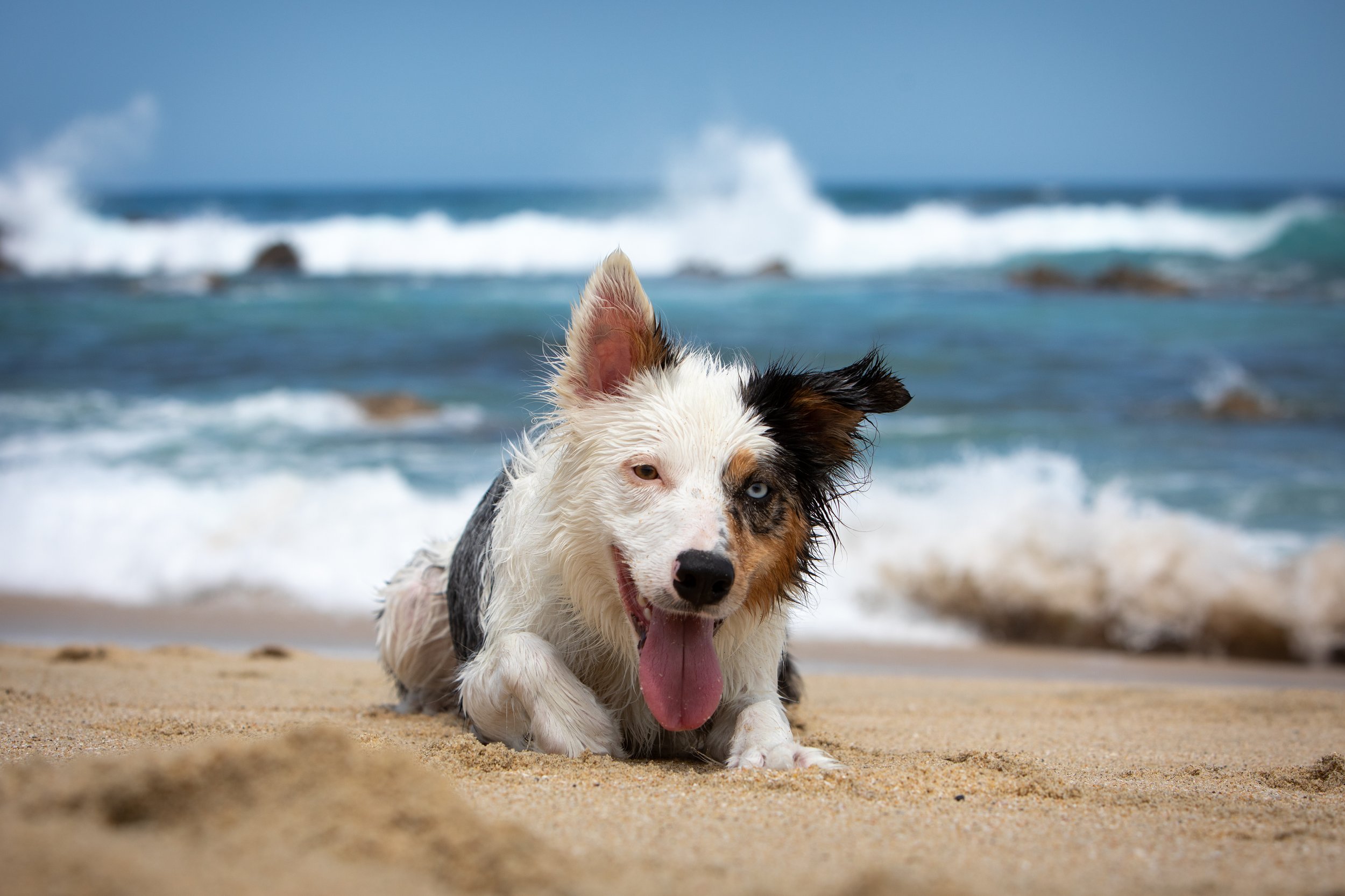 A dog with one blue eye and one brown eye running on the beach with ocean waves in the background.