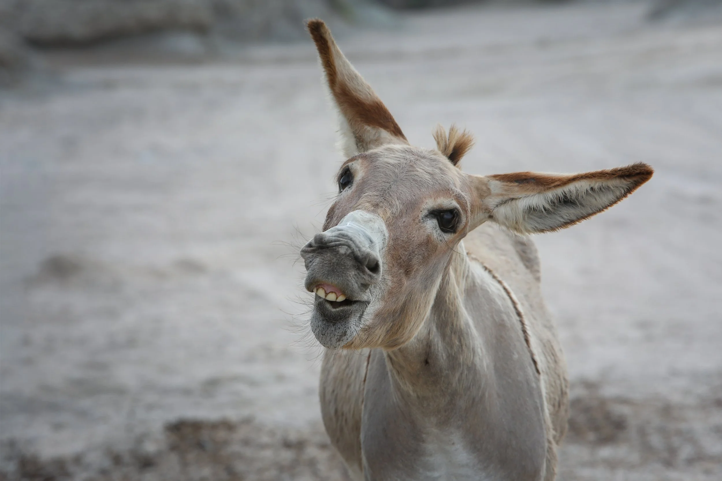 A young donkey with a wide smile, standing on a sandy surface outdoors.