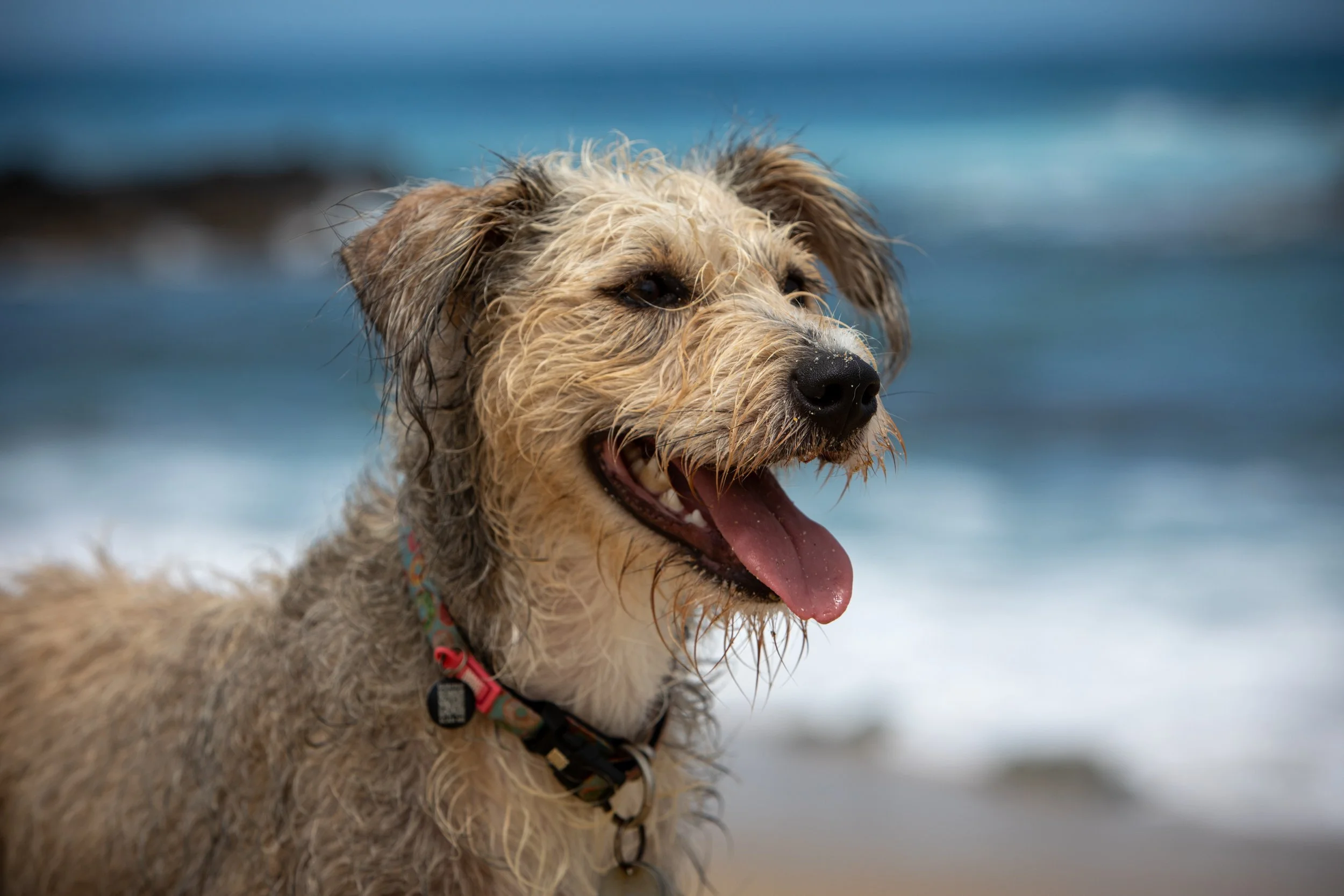 A wet, happy dog with light brown and white fur, tongue out, at the beach with waves in the background.