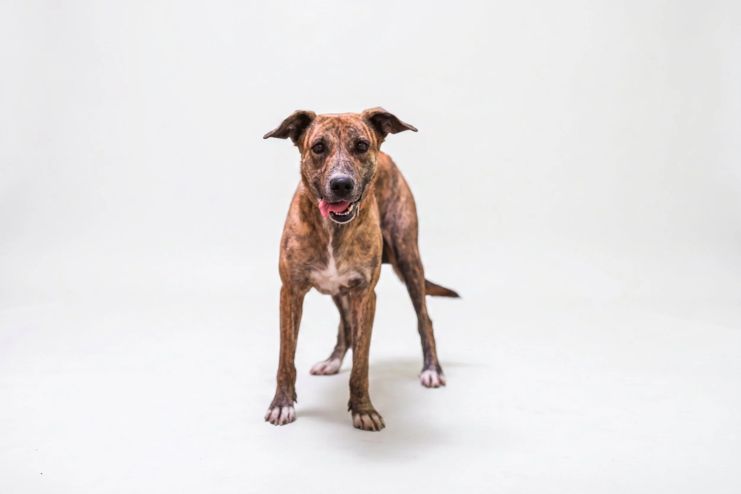 A brindle dog standing on a plain, light-colored background with its tongue slightly out. From the Los Cabos Humane Society.