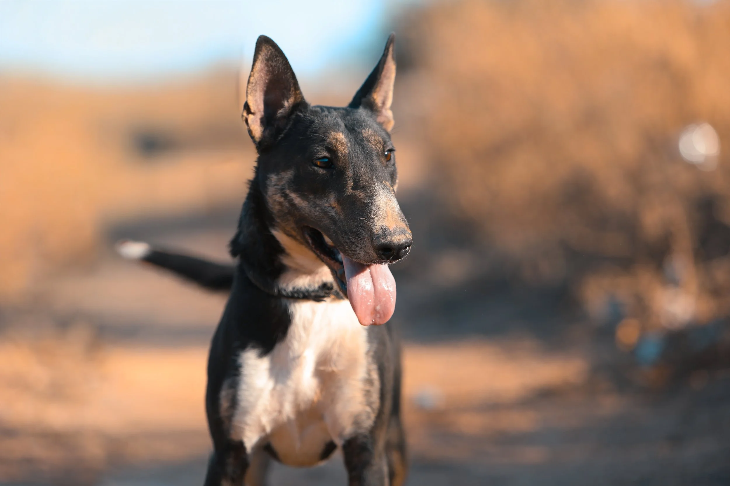 A black and tan dog with pointy ears and a pink tongue hanging out standing outdoors with blurred background.