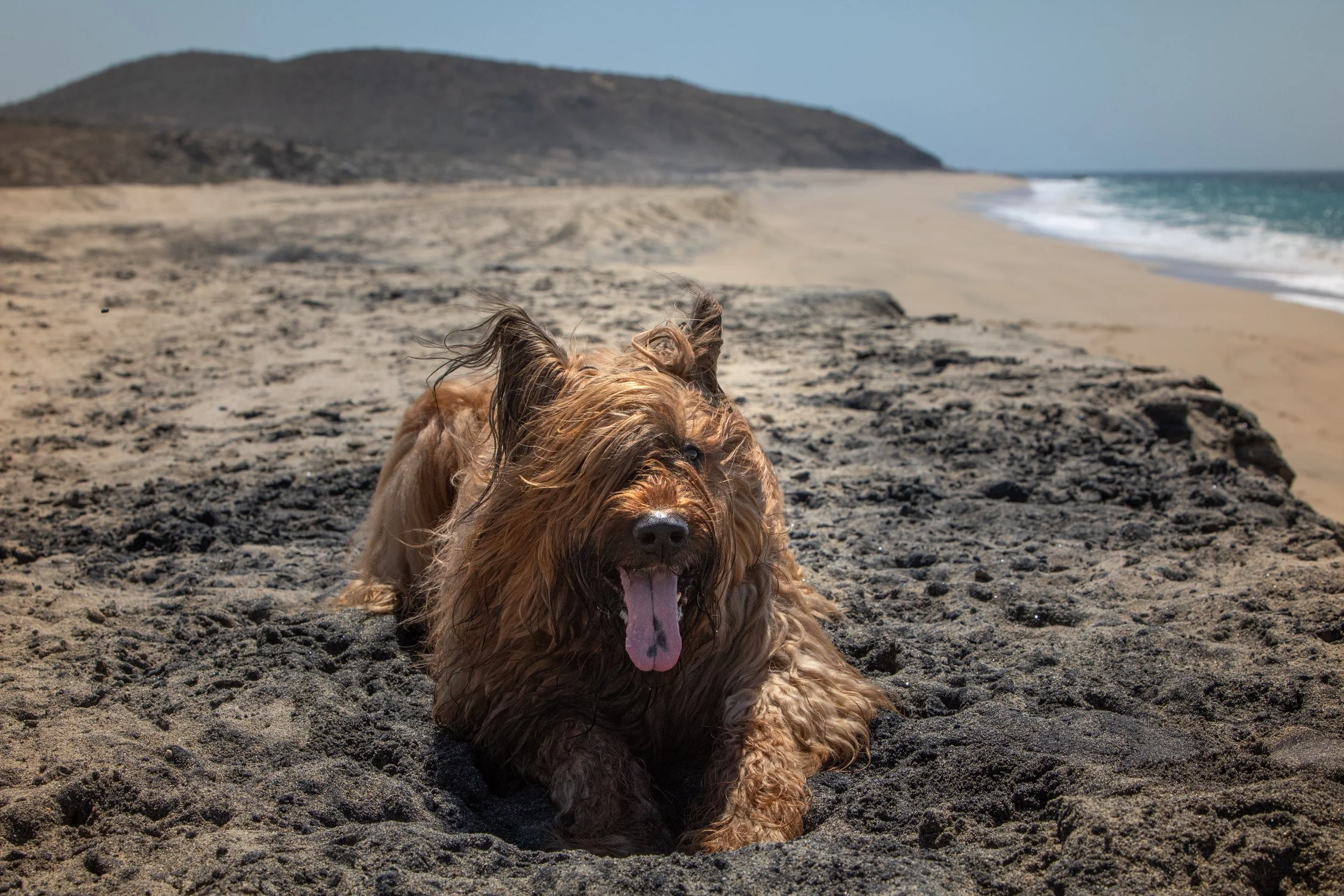 A brown dog with curly fur lying on the dark sandy beach, yawning with its tongue out, with the ocean and hills in the background under a clear blue sky.