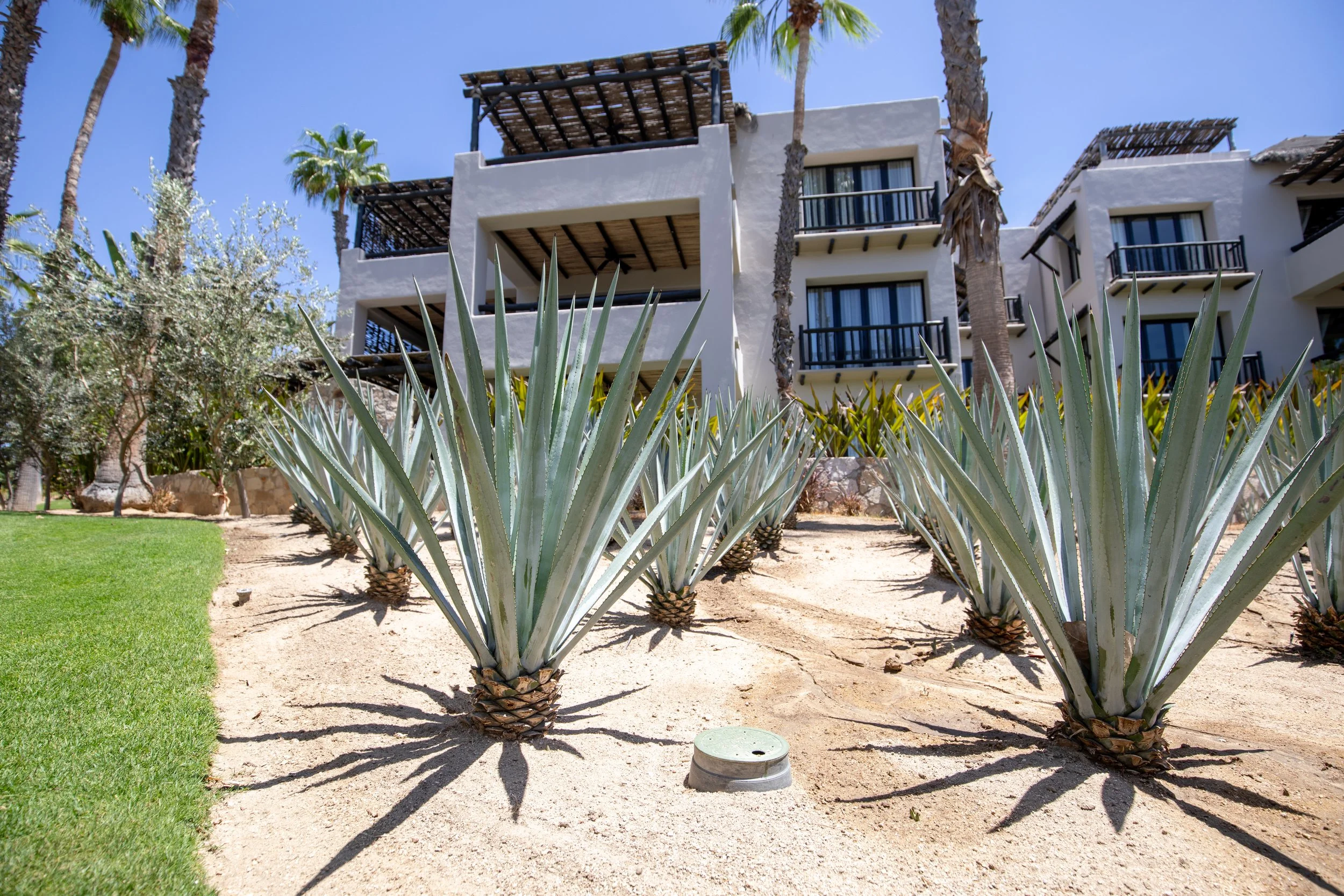 A landscaped area with large agave plants in the foreground, green grass on the left, and a modern white building with multiple balconies and palm trees in the background, under a clear blue sky.