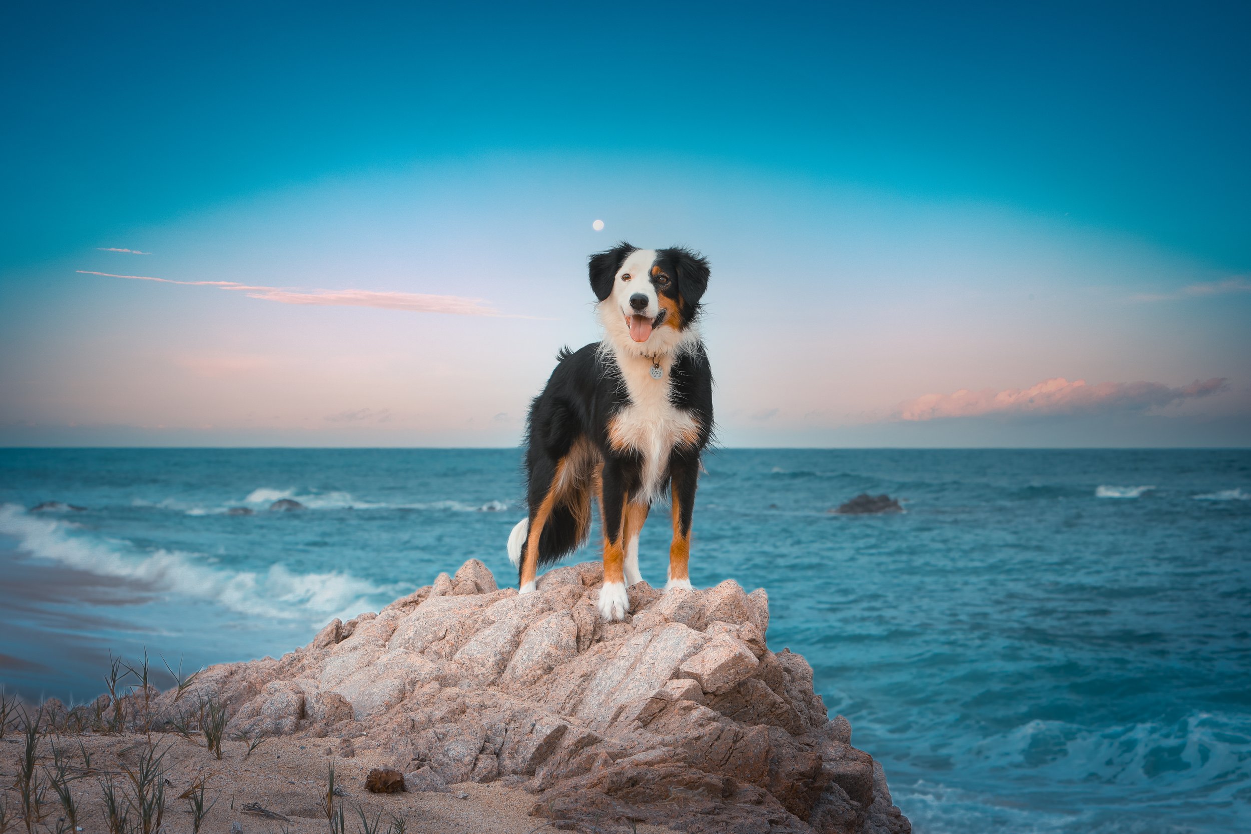 A Bernese Mountain Dog standing on a large rock at the beach during sunset, with a partly cloudy sky and the moon visible in the background.