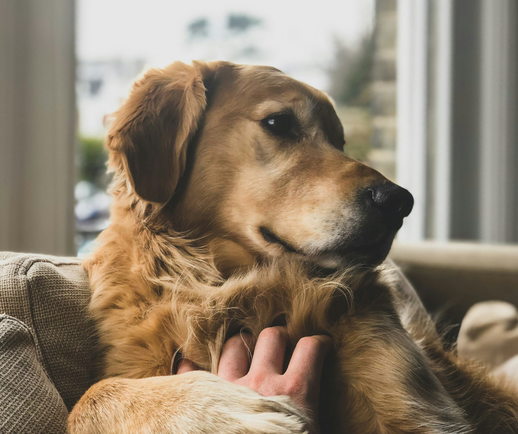Using Pets for Therapy