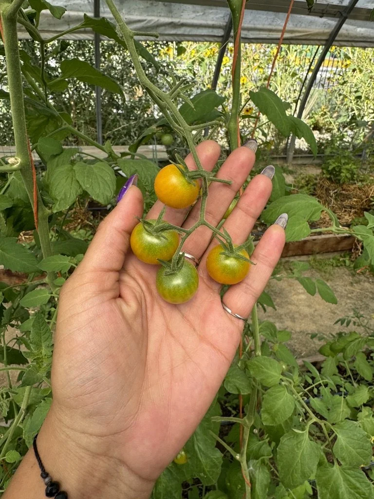 Hands harvesting cherry tomatoes during a greenhouse-based wellness and community workshop for organizations in Nevada – facilitated by ALIGN Agency