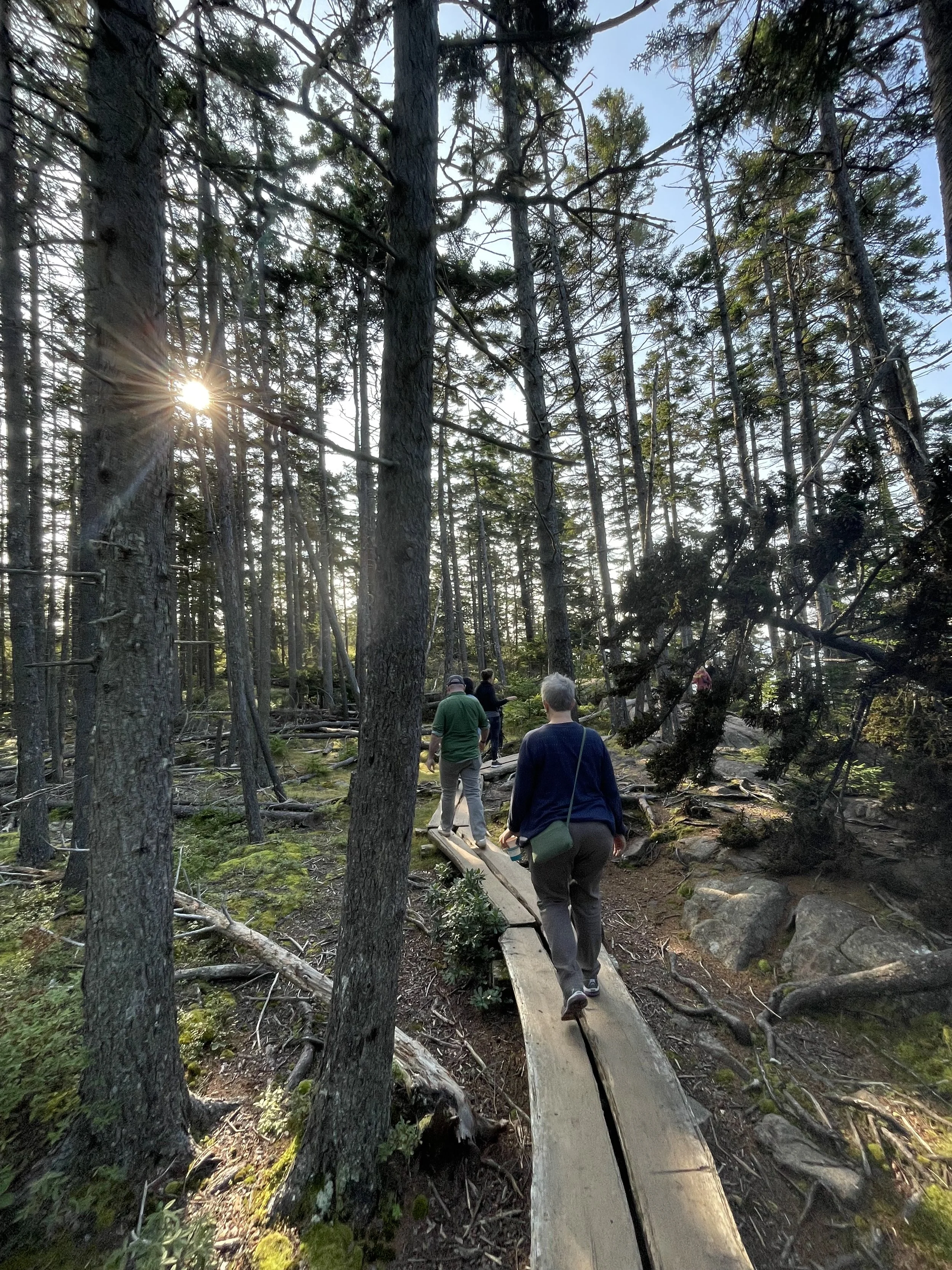 Outdoor wellness and team-building workshop for mission-driven organizations in Nevada – participants hiking on narrow wooden trail through dense pine forest with sunlight filtering through branches, facilitated by ALIGN Agency