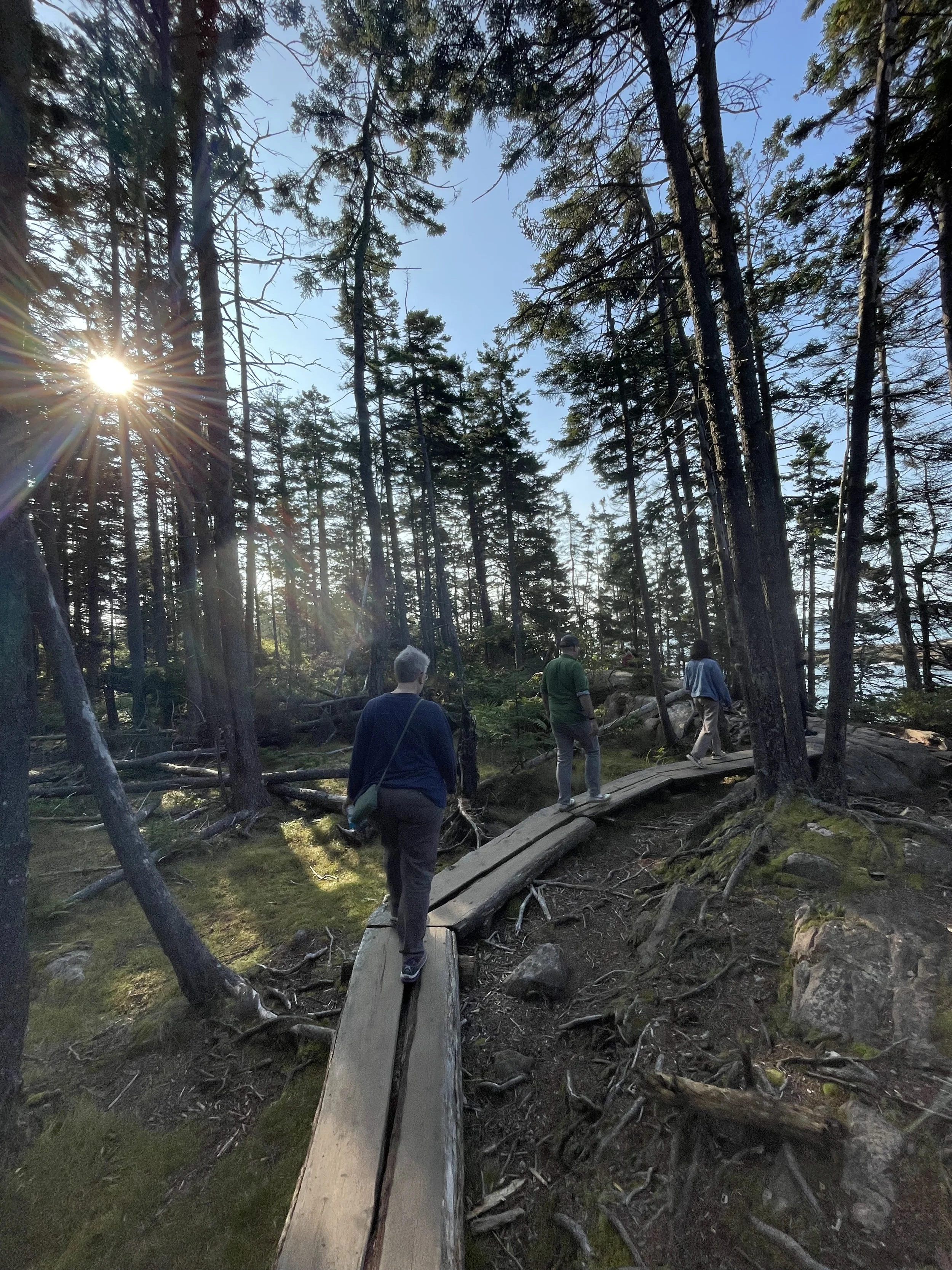 Outdoor wellness and team-building workshop for mission-driven organizations in Nevada – participants walking on narrow wooden trail through dense pine forest with sunlight filtering through trees, facilitated by ALIGN Agency